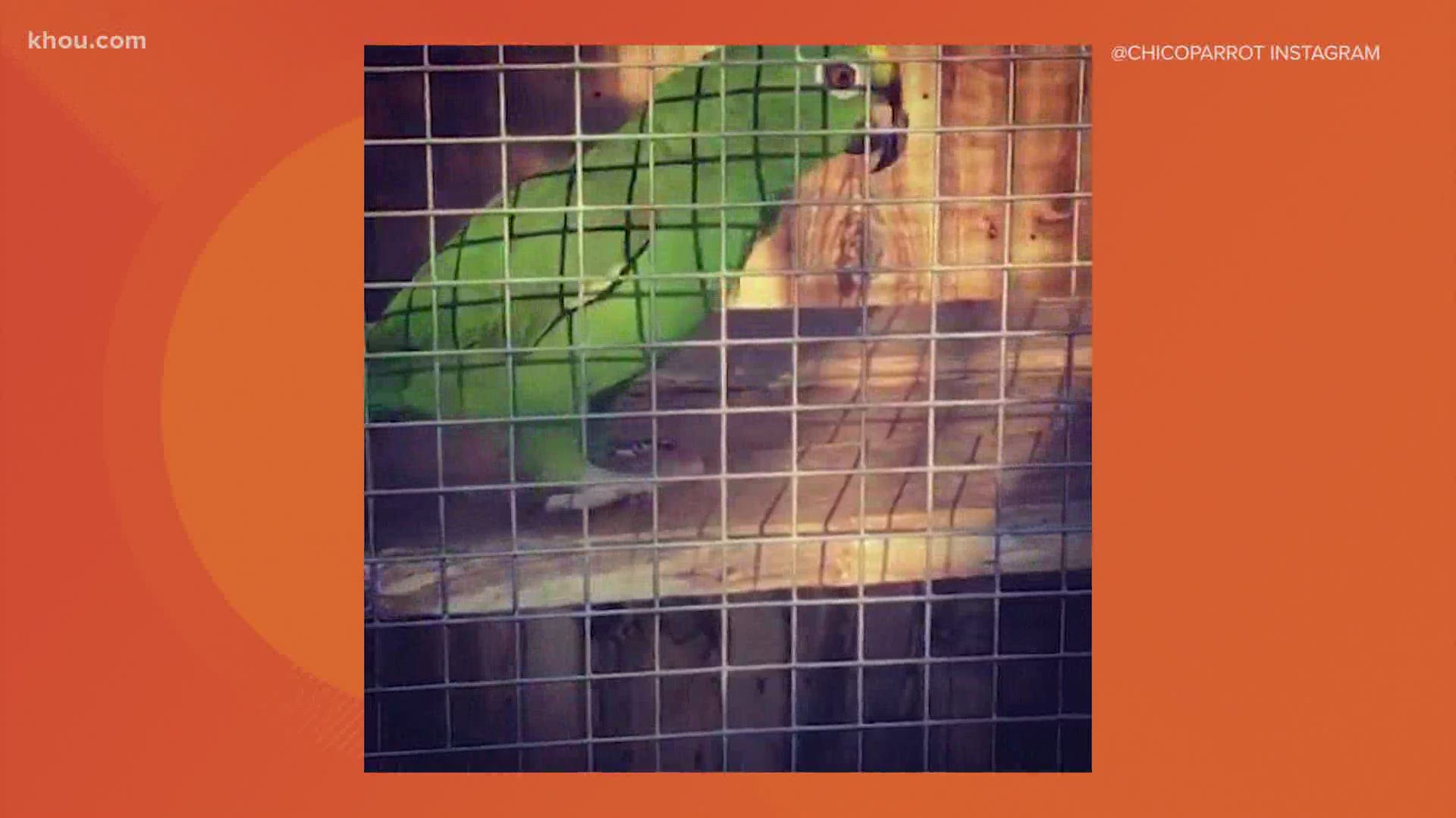 parrot singing beyonce if i were a boy