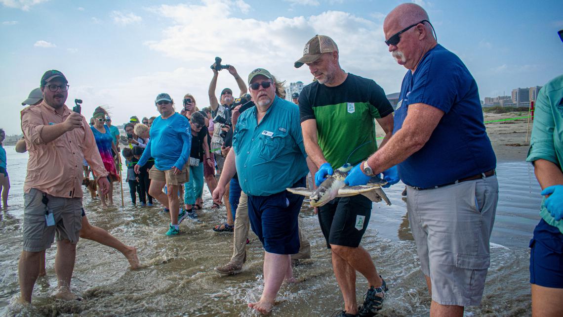 Sea turtle released from Galveston after being swept away | khou.com