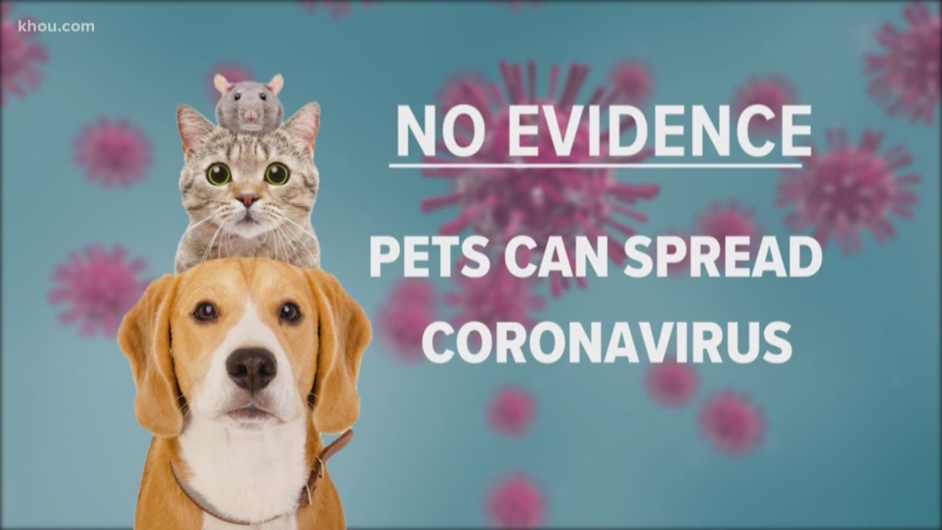 The Houston Humane Society says there is no evidence pets can spread COVID-19.