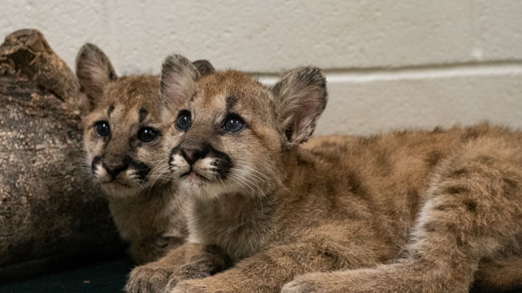 Meet Shasta VII and Louie | Orphaned cougar cubs arrive at Houston Zoo