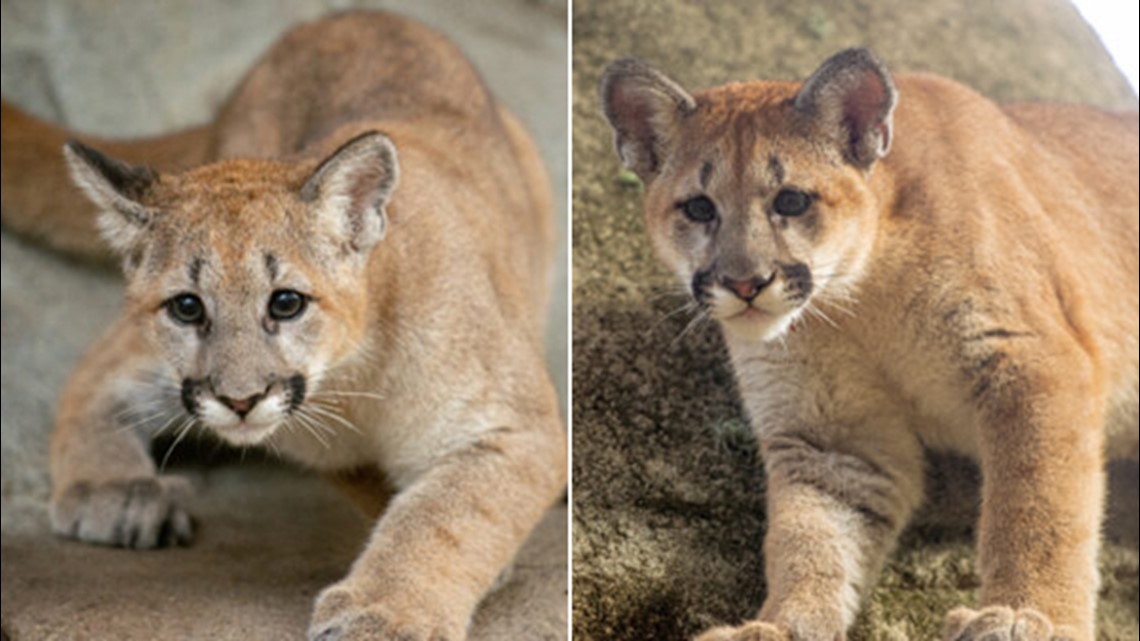 Meet Shasta VII and Louie: Houston Zoo's cougar cubs make debut | khou.com