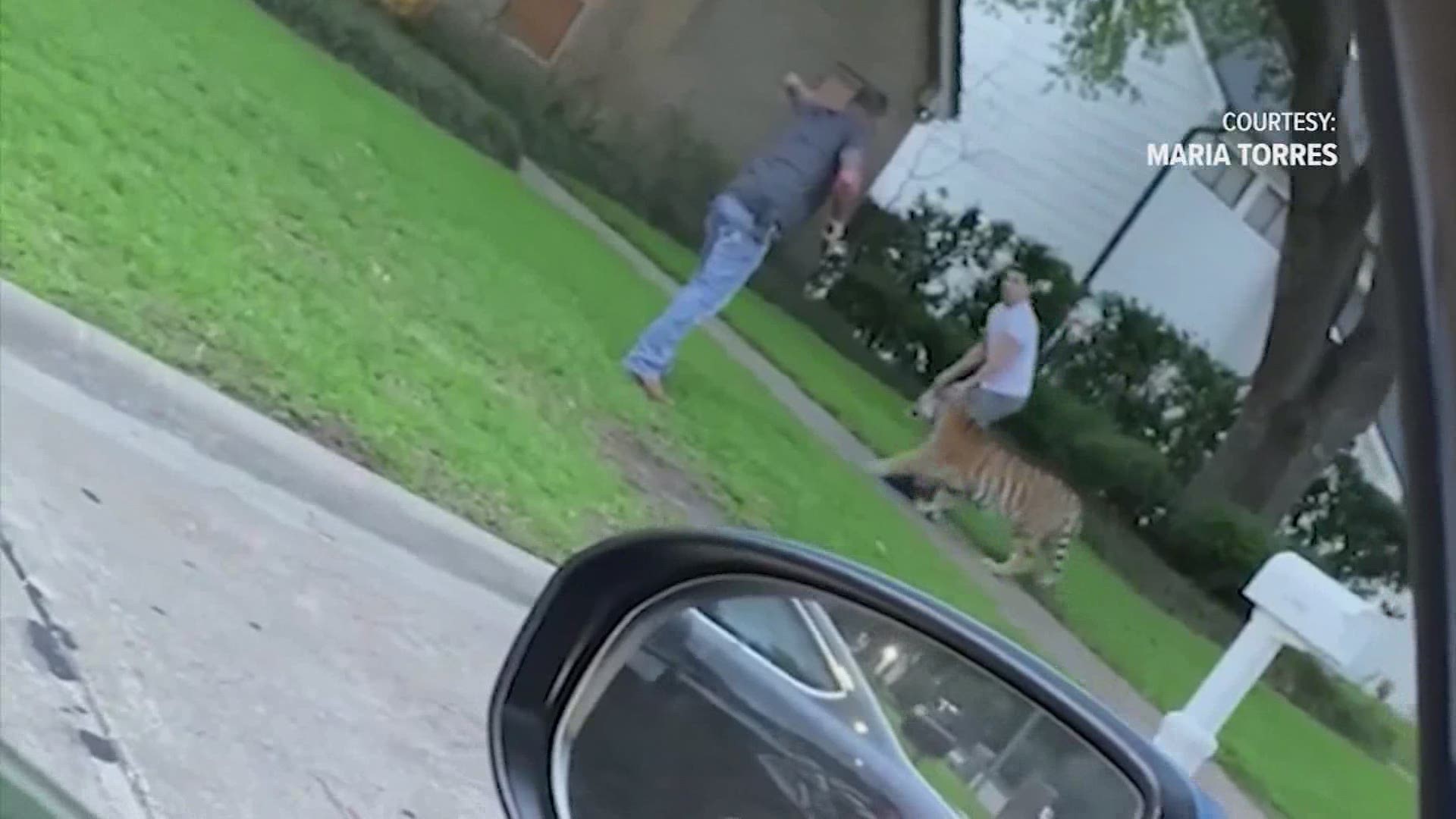 Police are still searching for a tiger found wandering a Houston neighborhood this weekend. The suspect in the case has been arrested.