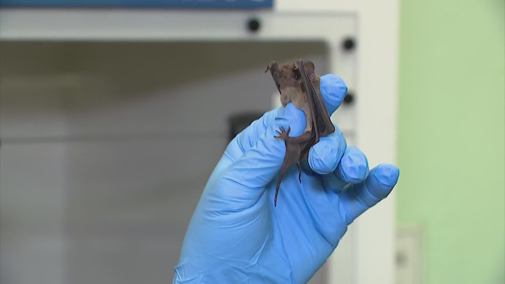 The Houston Humane Society released the rescued cold-stunned bats Wednesday night at the popular viewing spot in Buffalo Bayou Park.