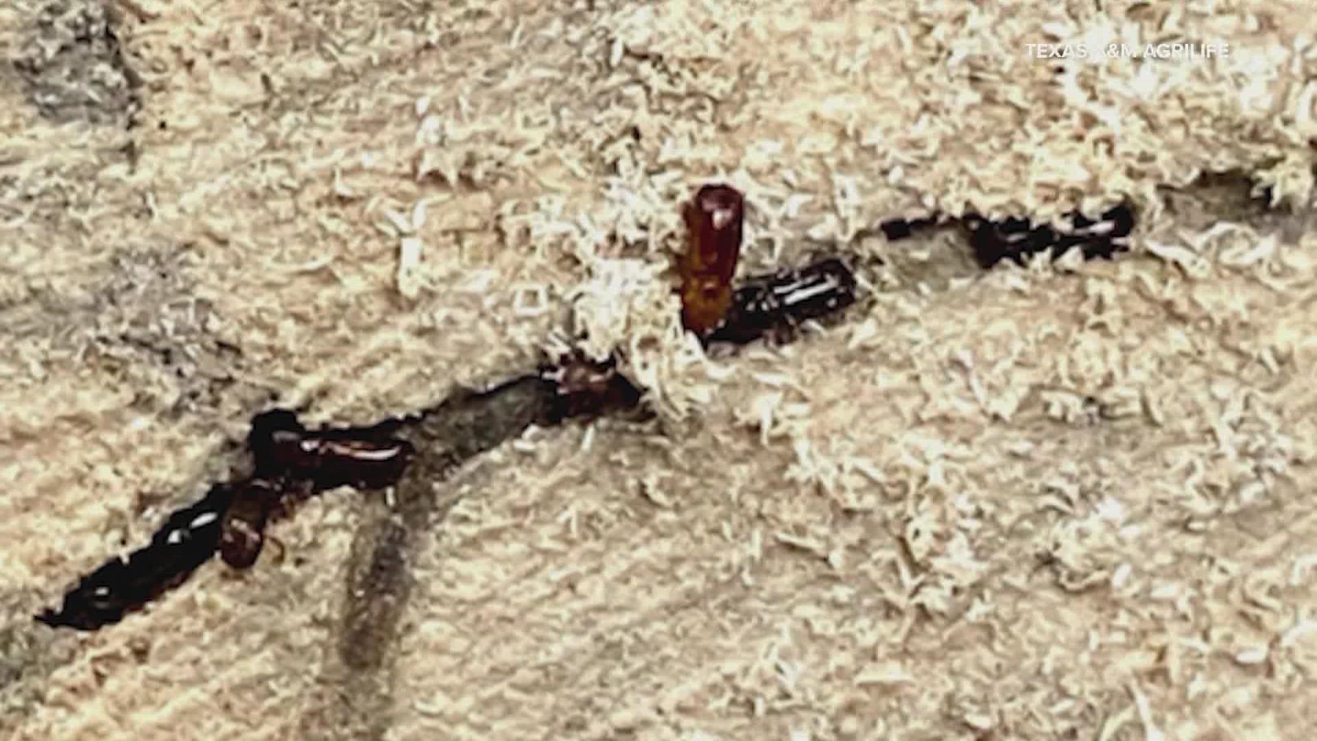 Texas A&M is tracking a disease called Laurel Wilt that is spread through a beetle. Researchers say there is no cure and most trees die in a year.