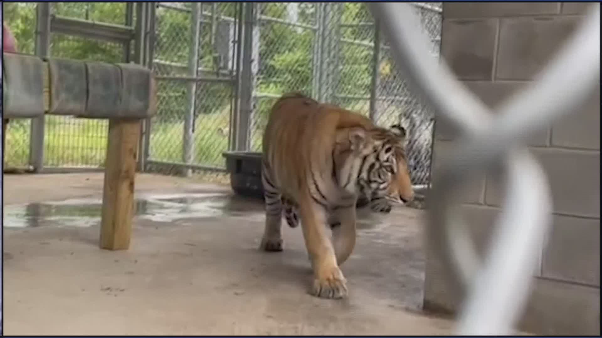 Animals rights advocates are pushing for new legislation to ban owning big cats as pets.