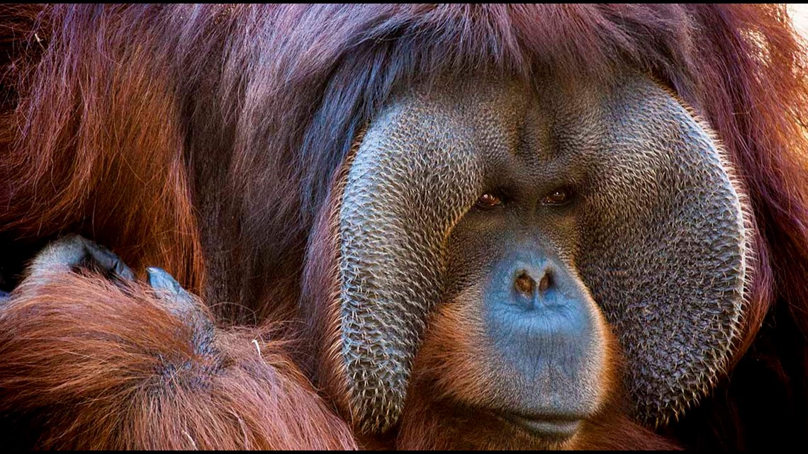 Orangutan Rudi di Kebun Binatang Houston merayakan ulang tahunnya yang ke-45