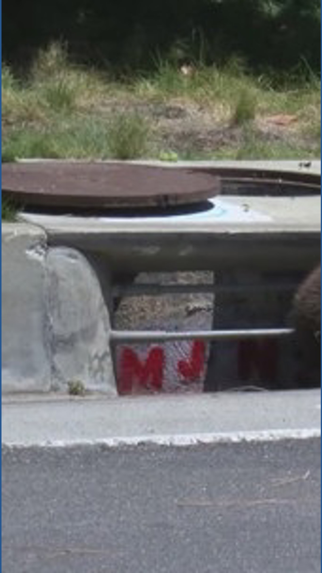 Bear cub gets in trouble after getting stuck in storm drain, climbing ...