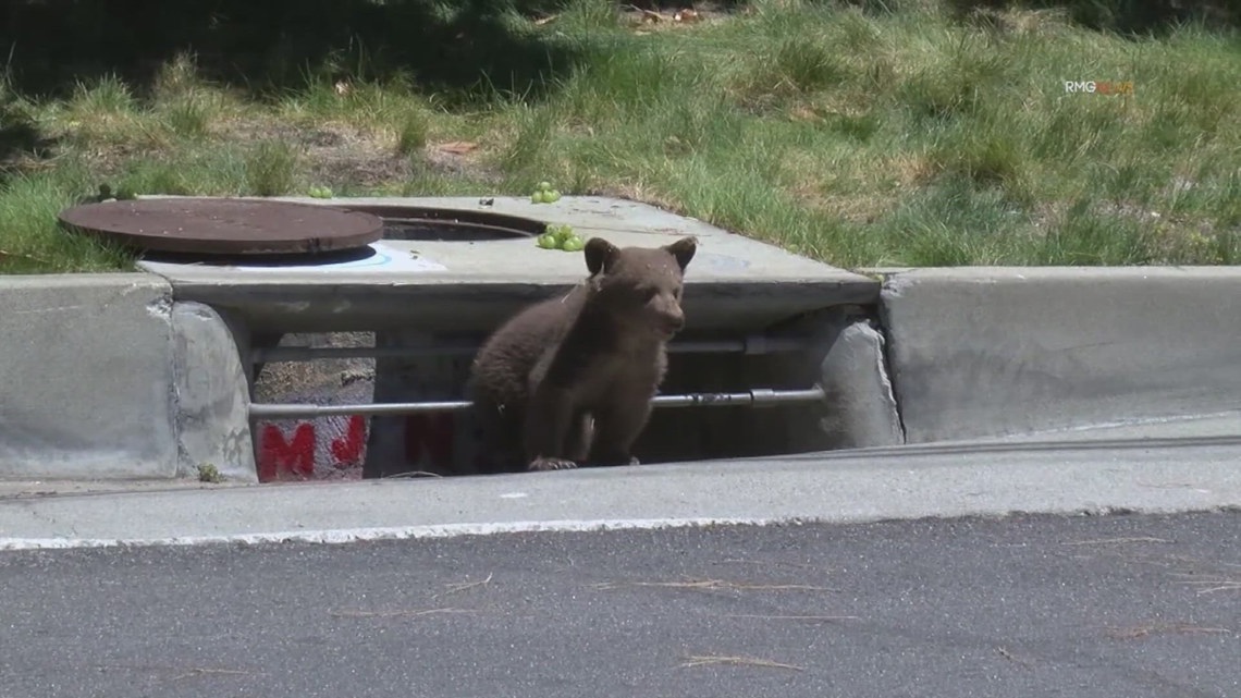 Bear cub gets in trouble after getting stuck in storm drain, climbing ...