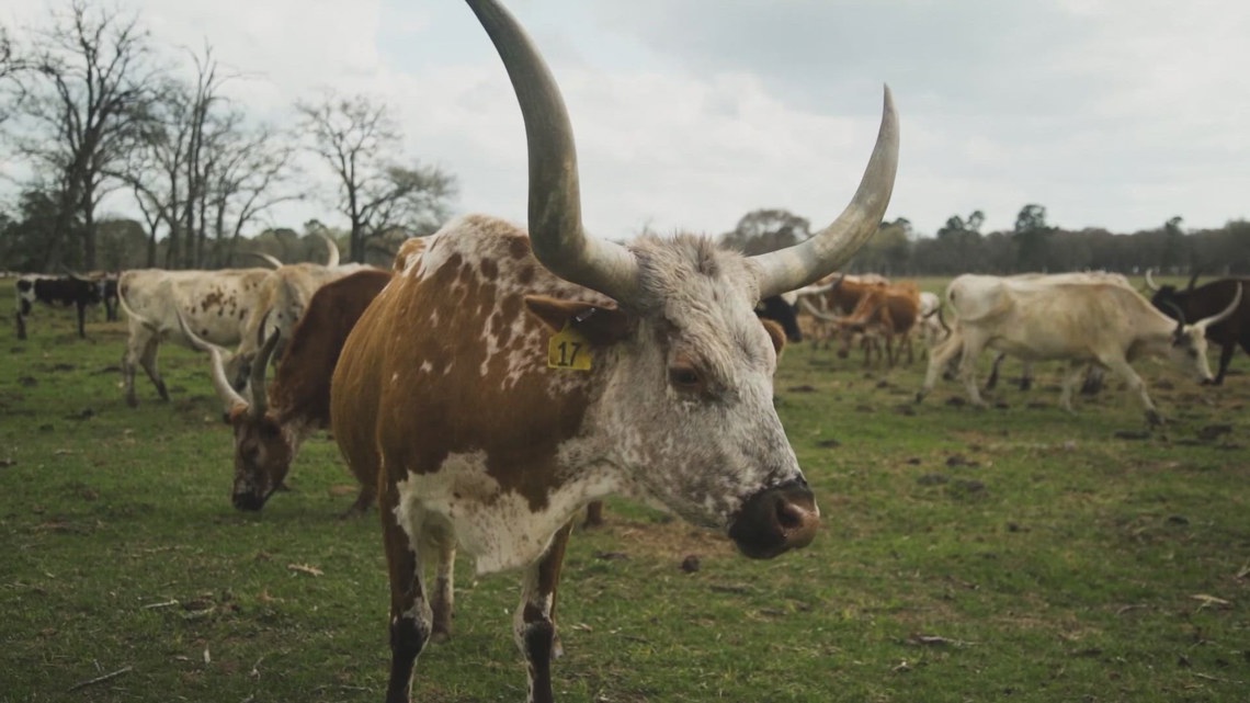 Houston-area ranchers lead efforts to preserve Texas Longhorns