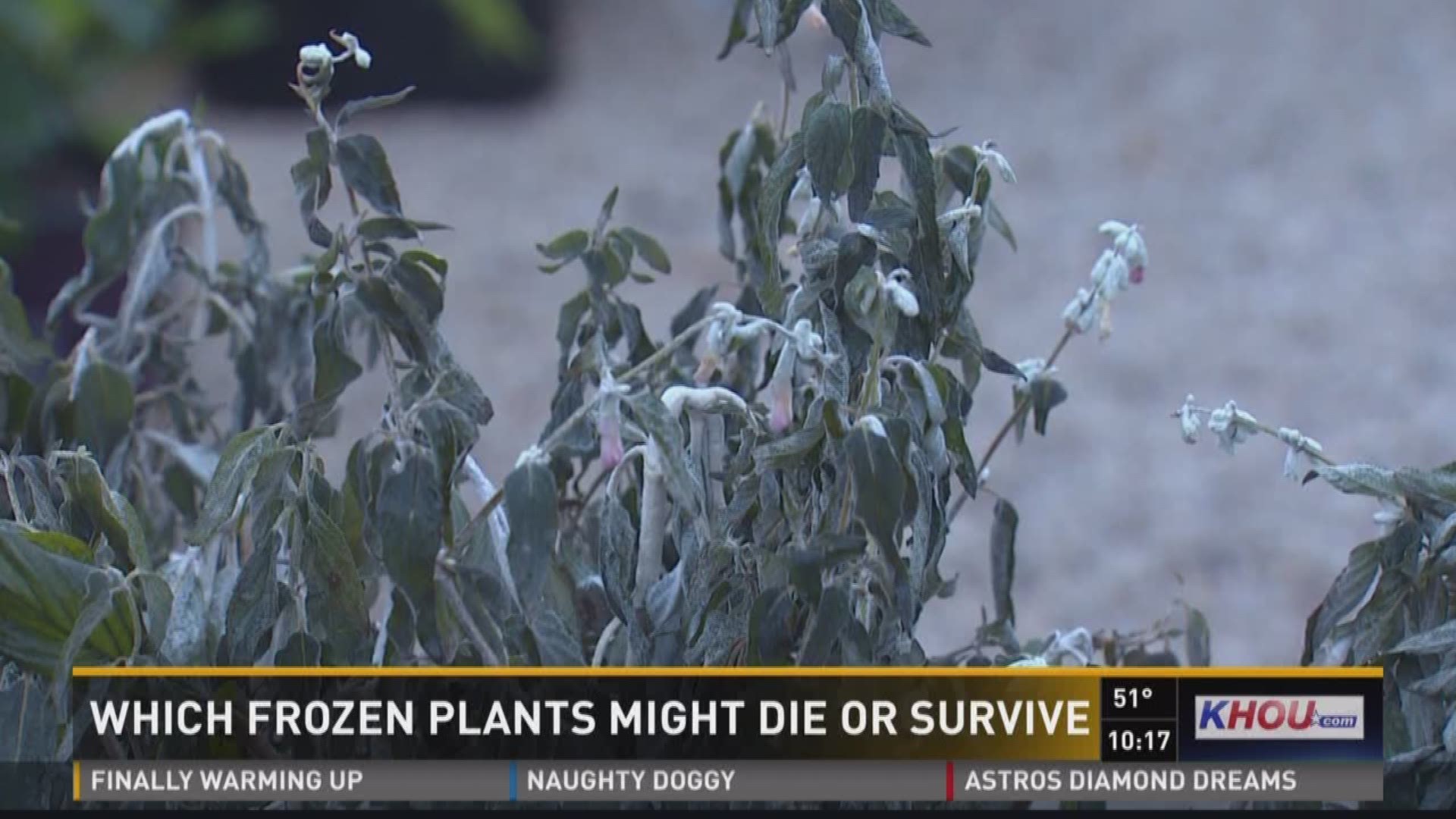 The freeze may be over but for many homeowners their garden cleanup has just begun. 