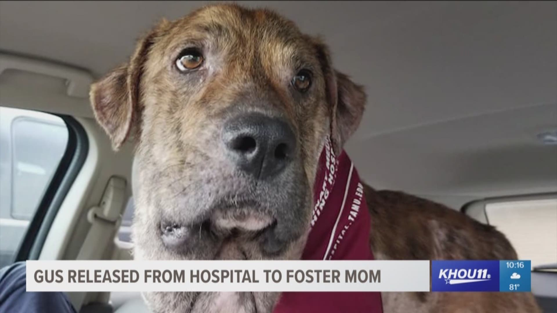 Gus has been released from the hospital and he has a foster mom.