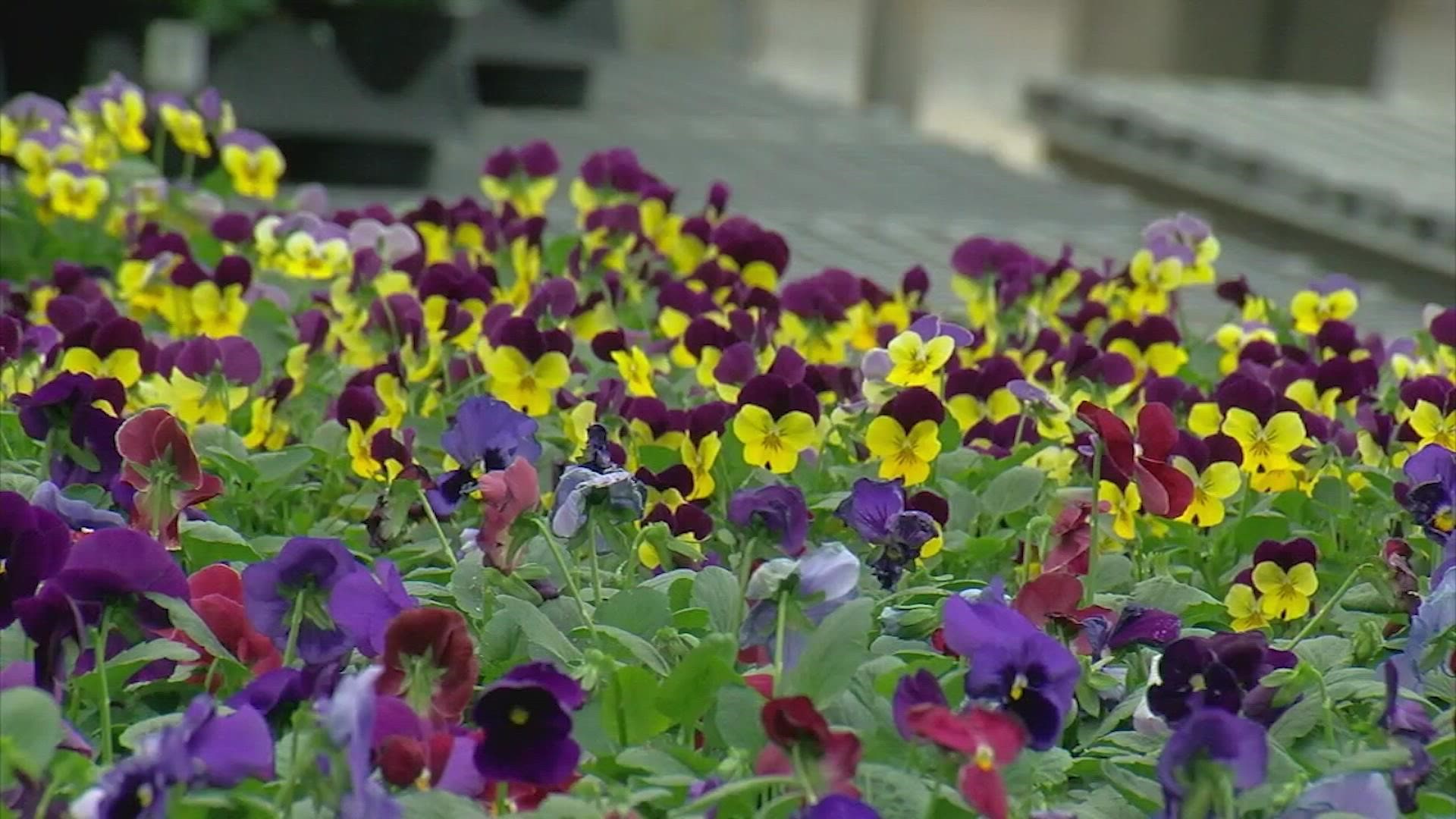 As garden centers prep for Mother's Day, some are turning to the internet to learn and buy their plants.