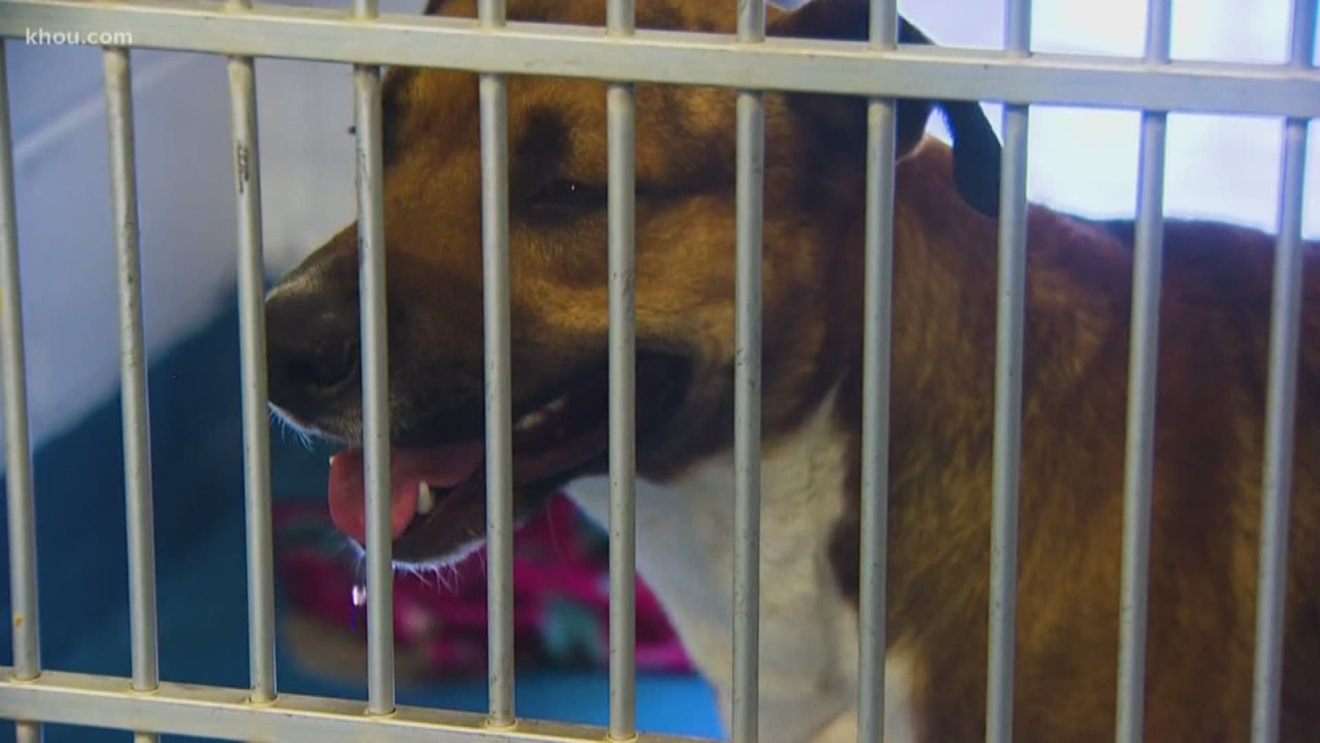Adoptions are free through Valentine's Day at the Pearland Animal Shelter.