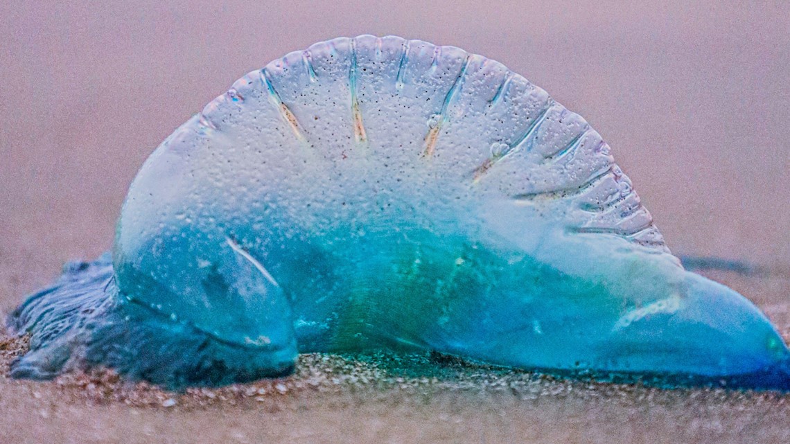 What are they? Portuguese man o' war come ashore in Galveston