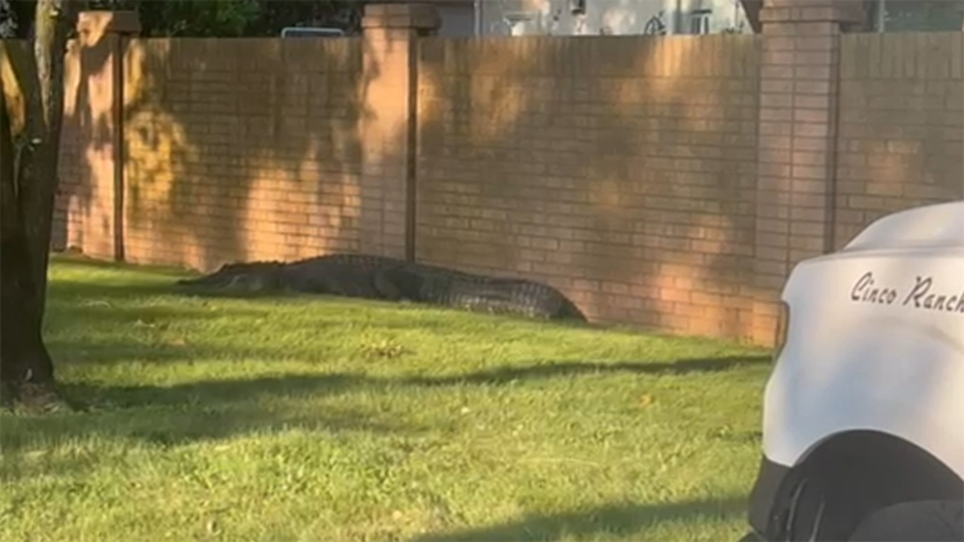 A large alligator, measuring 10 feet, 6 inches was captured walking around Cinco Ranch on Monday, September 12.