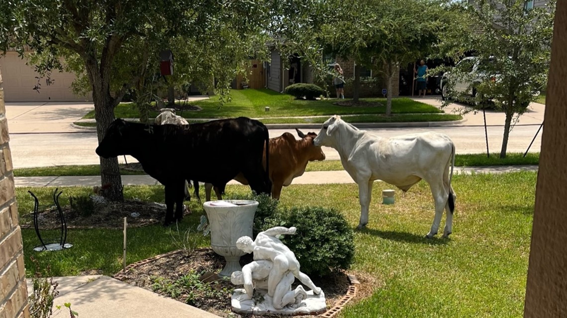 Kamera menangkap kawanan kecil sapi yang sedang merumput di halaman depan Houston
