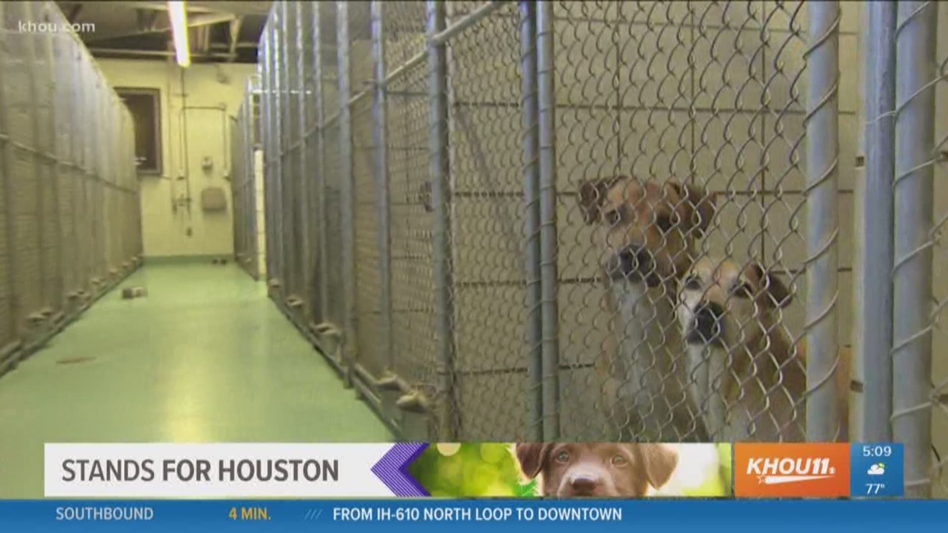 Pasadena Animal Shelter struggles to rebound after Harvey 