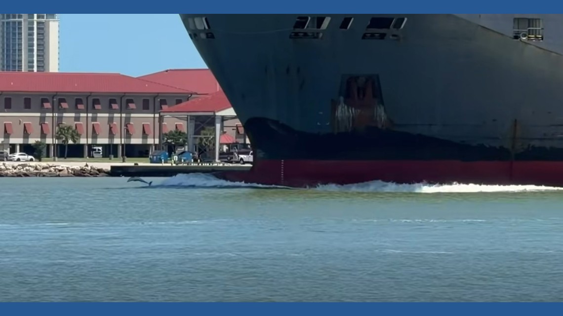 Dolphins delight onlookers in front of a huge ship near Pelican Island in Galveston