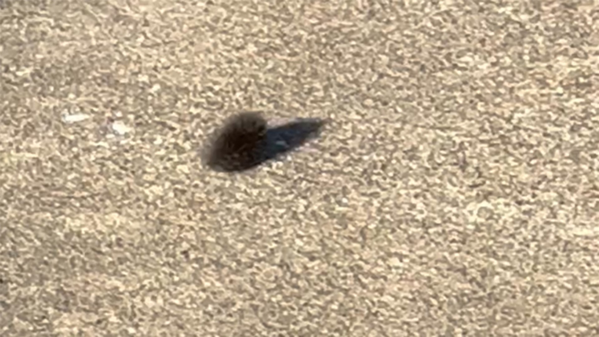 We sent video shot by a KHOU 11 producer to the Texas A&M department of entomology to identify.  They said it's likely a  saltmarsh moth caterpillar.