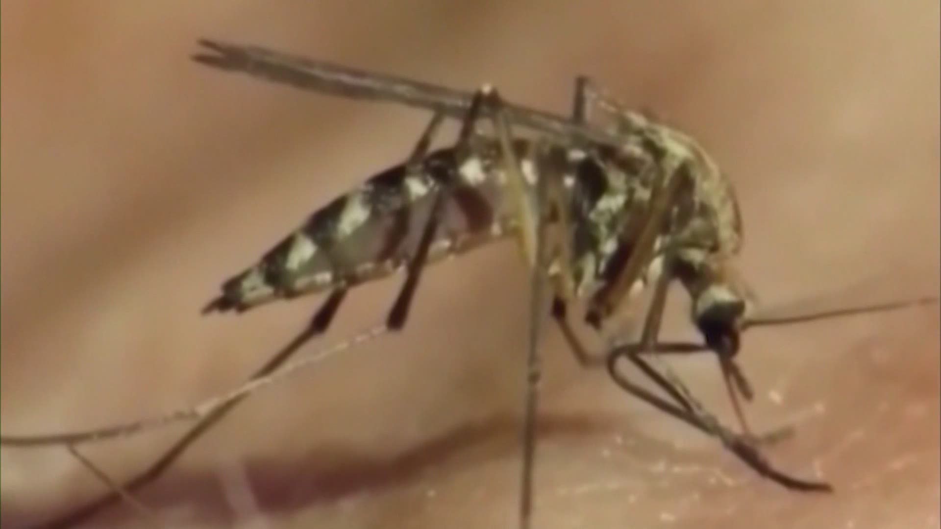 Harris County Public Health confirmed the West Nile virus has been found in dozens of mosquitoes and birds in the county this year.