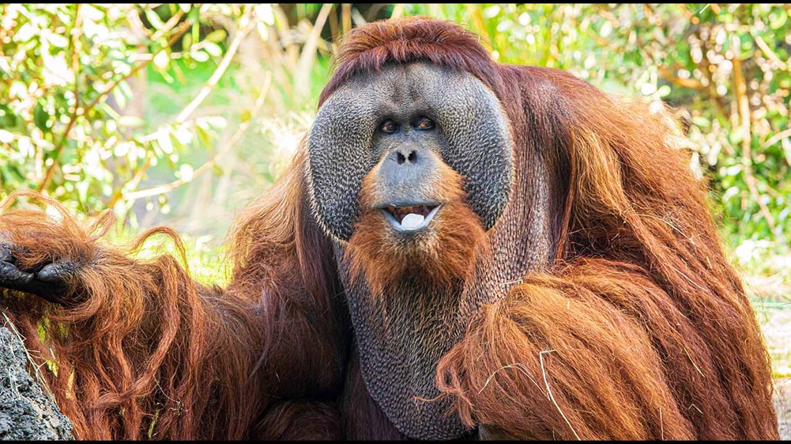 Orangutan Rudi di Kebun Binatang Houston meninggal pada usia 45 tahun