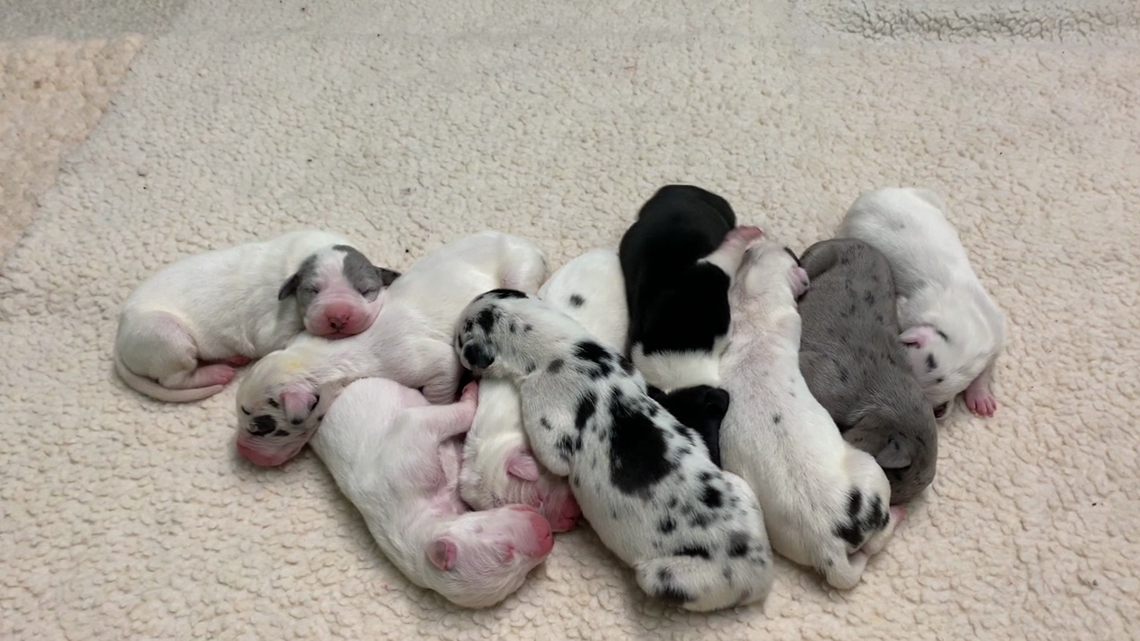 The great dane store puppy