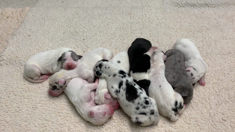 Great Dane Puppies Born 29 Years After Father S Death Khou Com