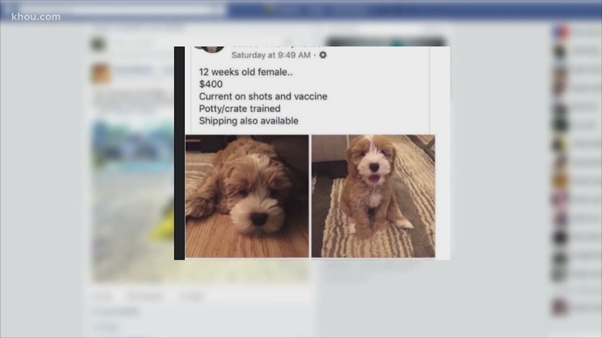 Reporter John Matarese says these puppies won't steal your puppy, they'll steal your money!
