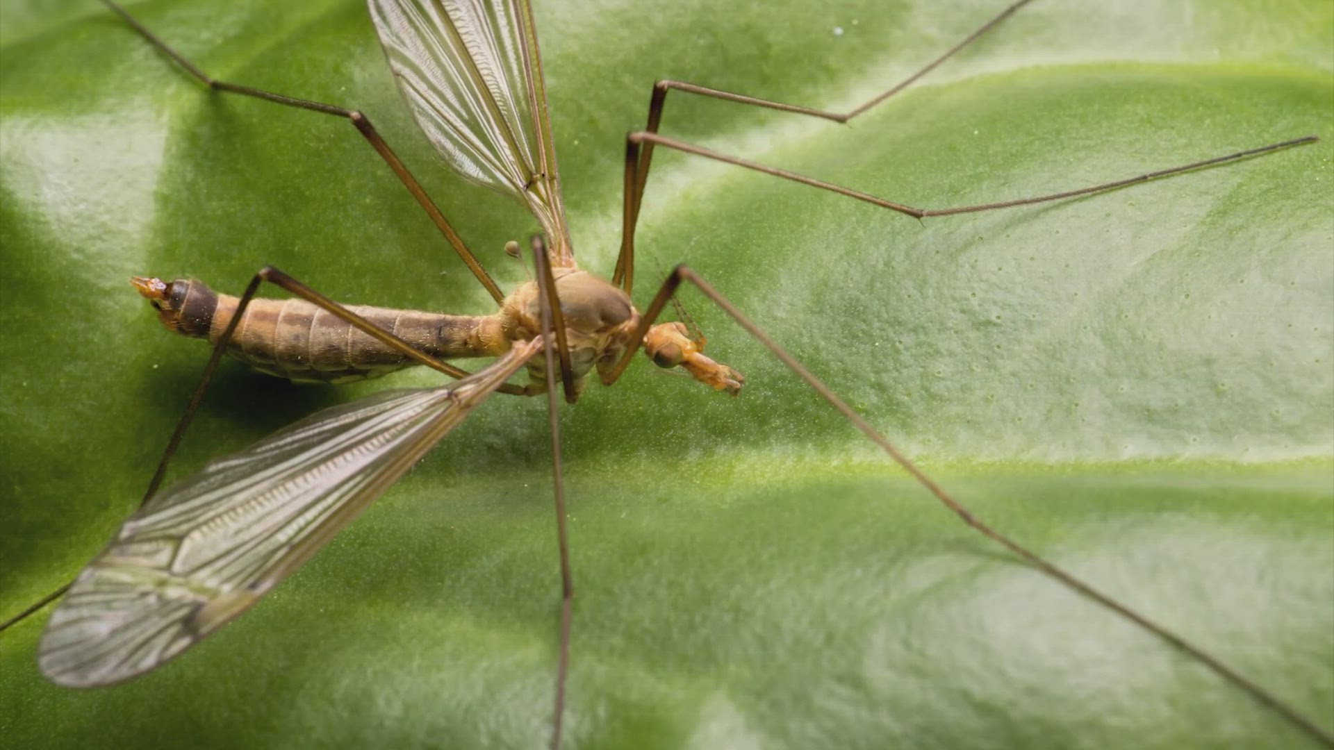 According to Janet Hurley with the Texas A&M Agrilife Extension Service, a booming population of crane flies means that spring is here.