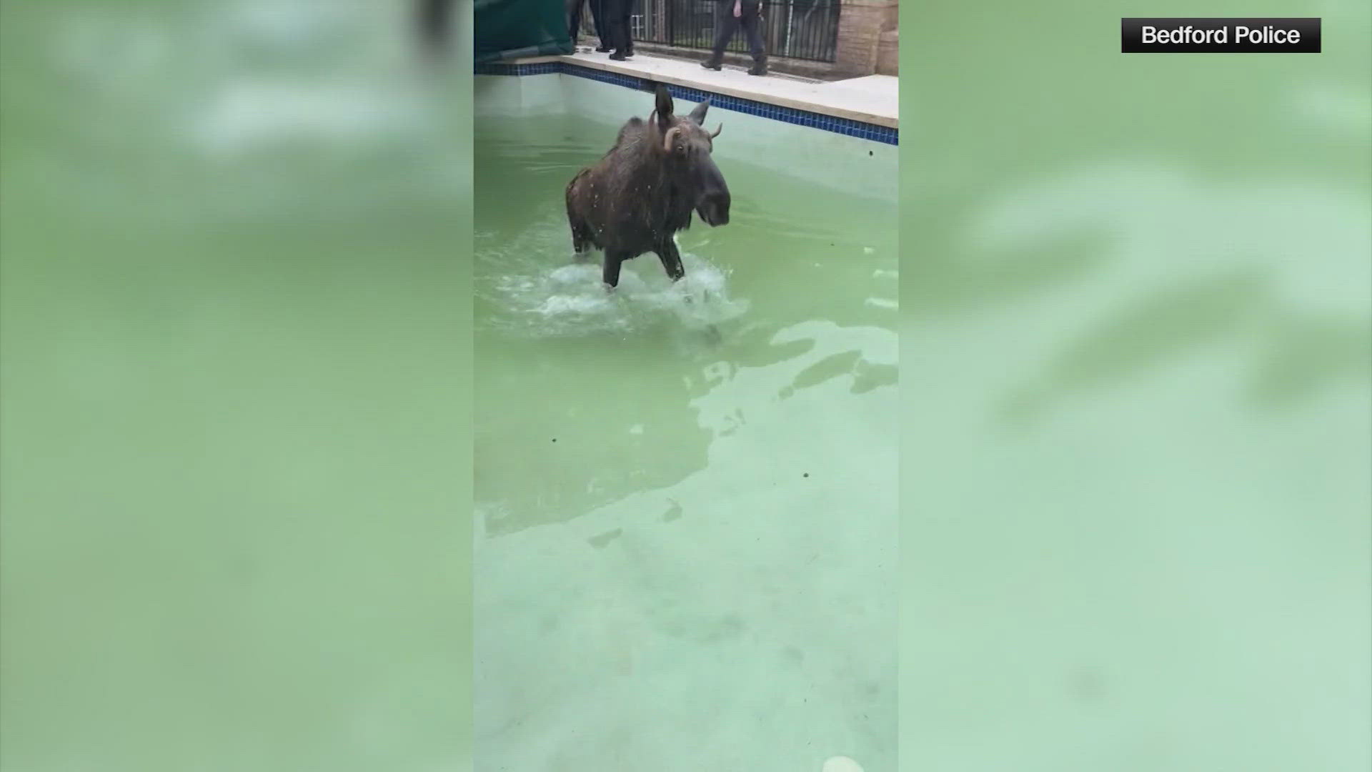 First responders lifted the pool's cover and the moose strolled on out of there.