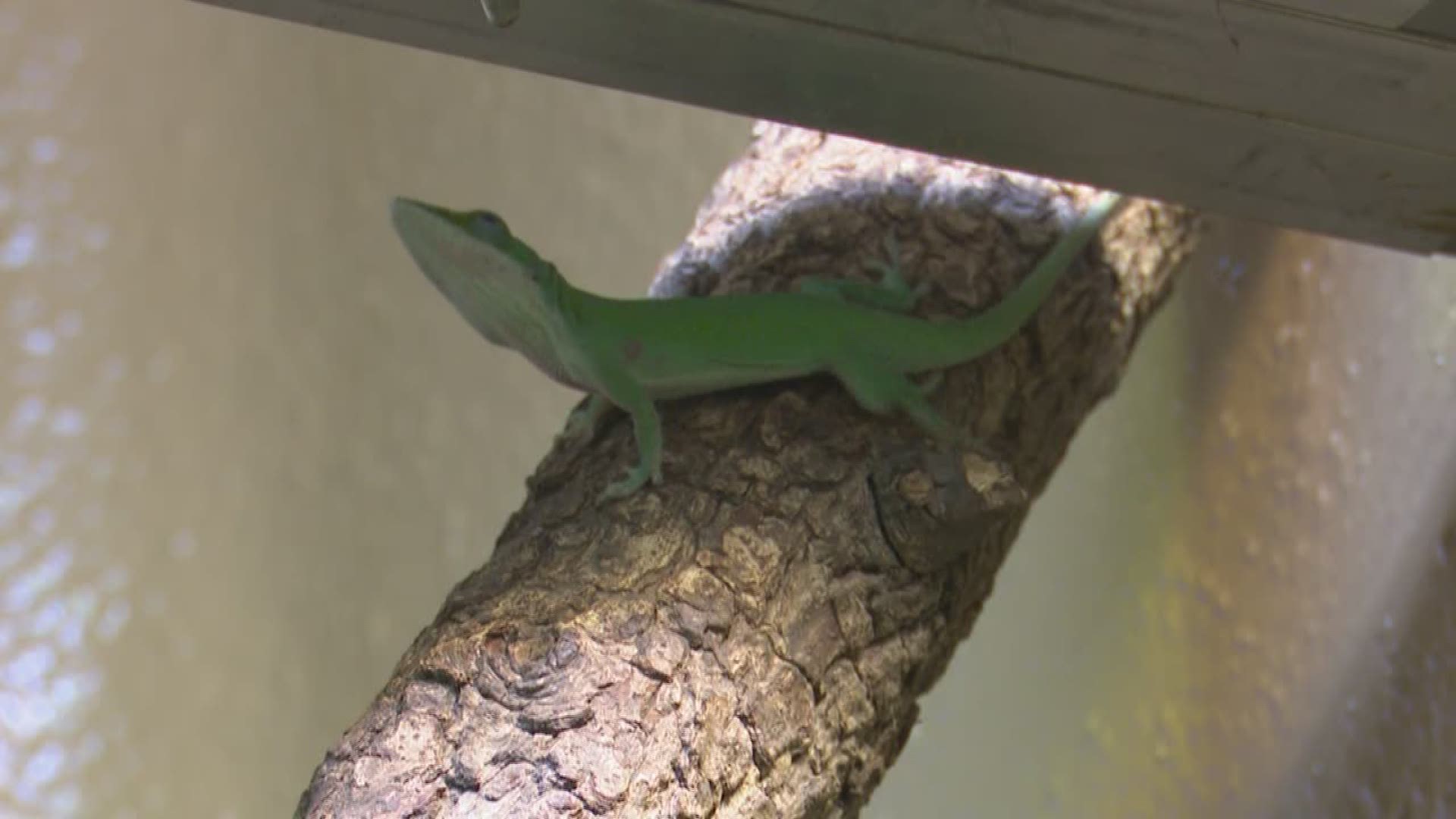 KHOU 11 checked in with Dr. Michele Johnson, an associate professor of biology at Trinity University, who's studied anoles for 15 years.