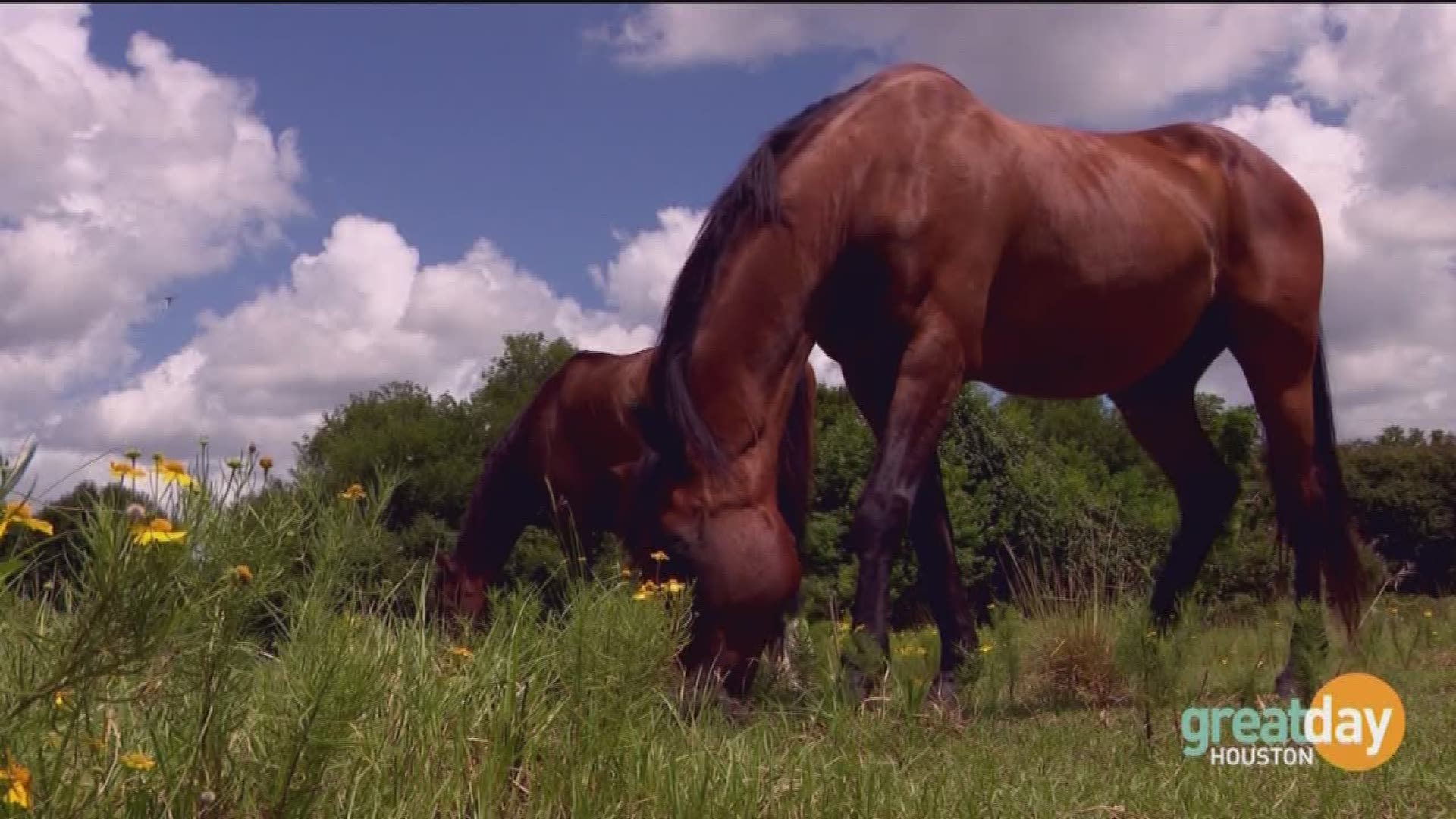 Great Day Houston photographer Frank McBride showed us how A Place For Peanut comes to the rescue of horses in need