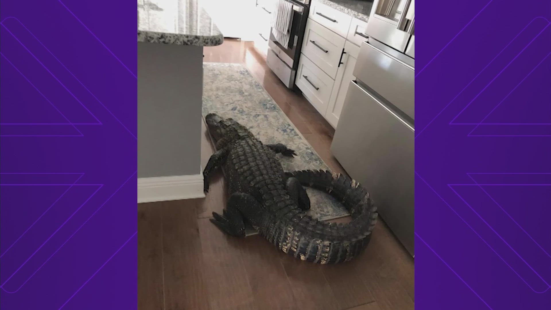 The alligator apparently was looking for a snack, as it went straight for the kitchen and wouldn't leave.
