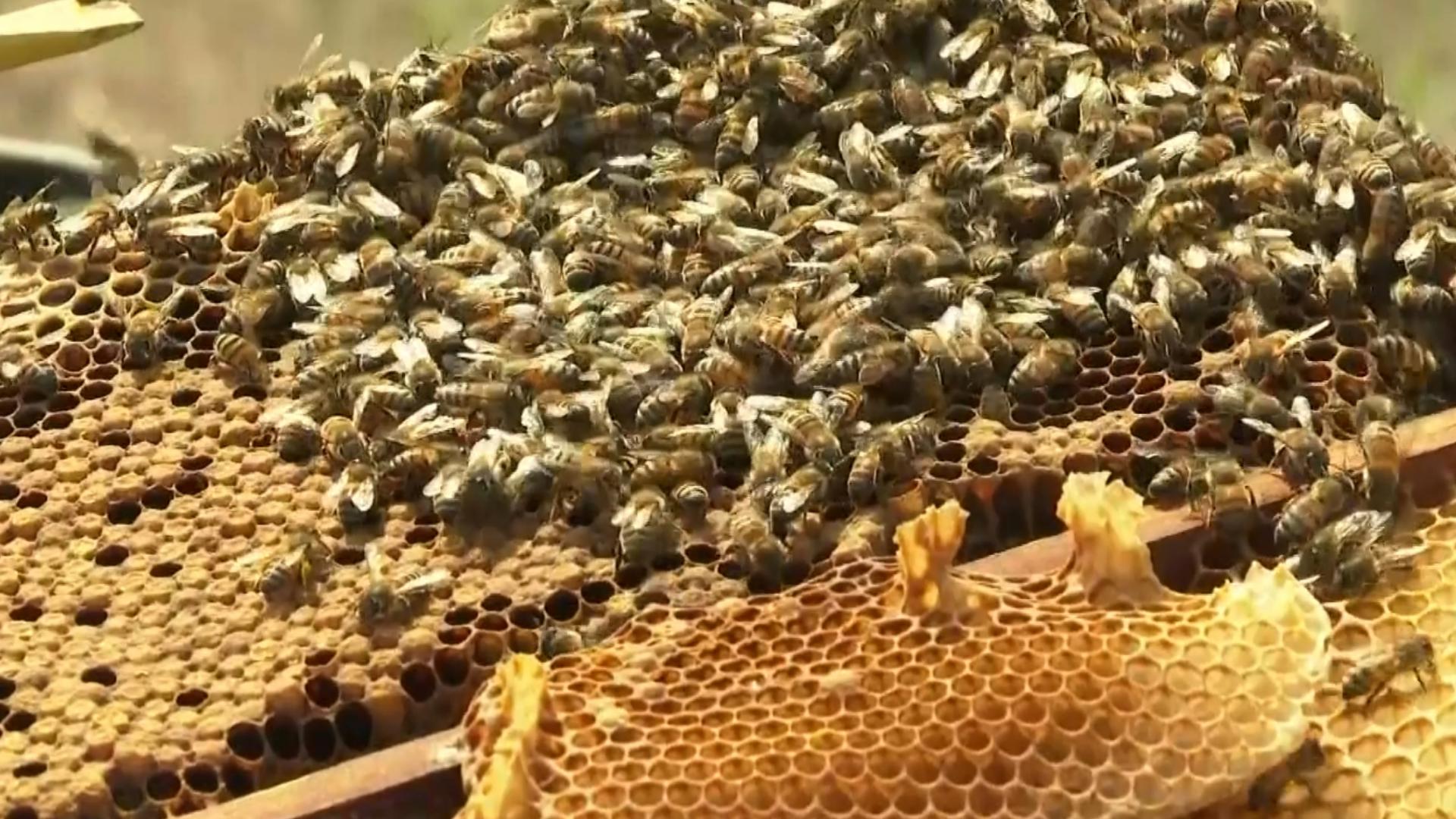 The man was clearing trees on his property when the bees attacked, according to KBTX.