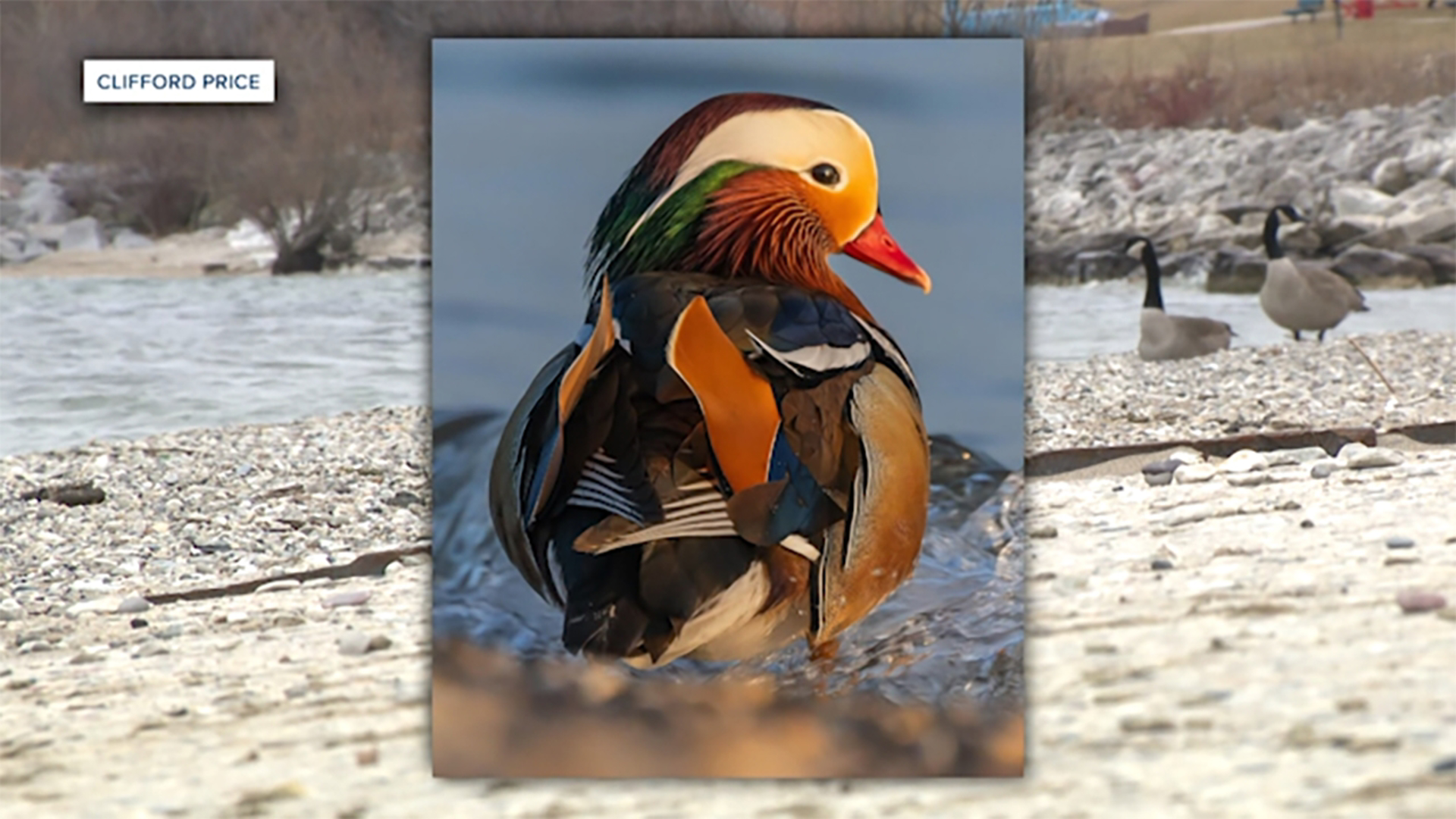 The duck, which is usually found in Eastern Asia, was spotted near South Shore Park in Milwaukee, Wisconsin.