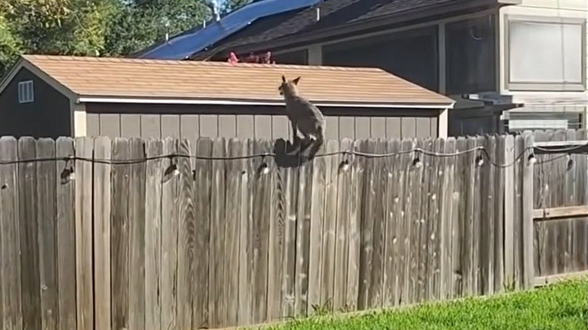 Raw video Coyote jumps fence in Pecan Grove neighborhood khou