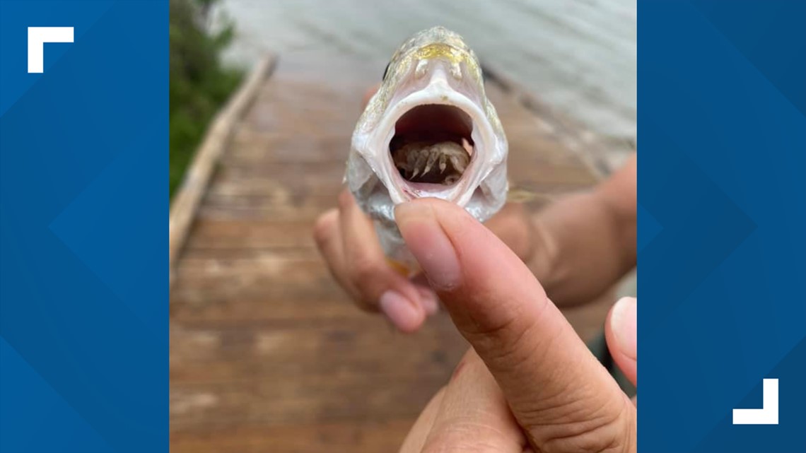 Kutu pemakan lidah ditemukan di dalam mulut ikan di negara bagian Texas