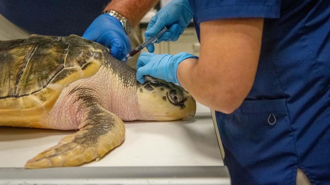 After Rescue, Massive Sea Turtle Released Into Atlantic : The Two