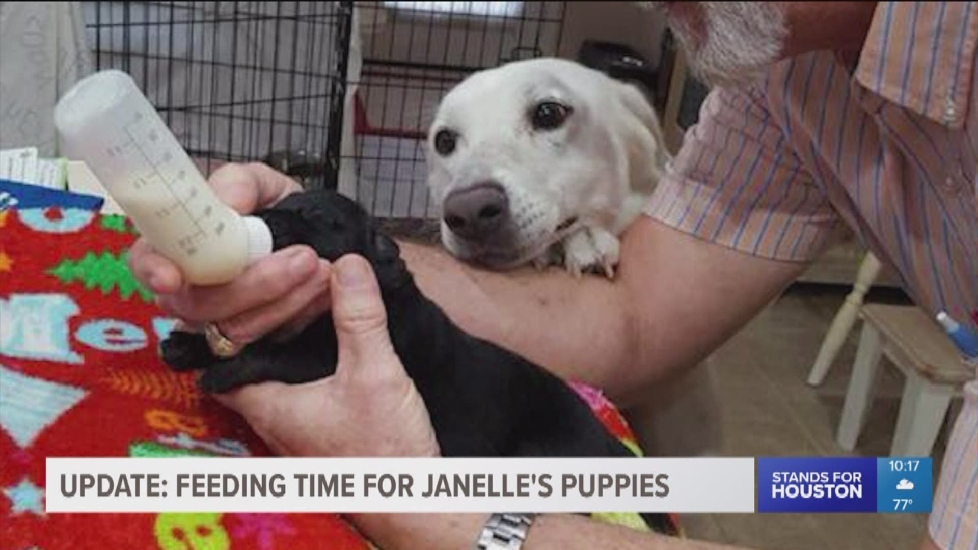 The Harris County Public Health shared a photo of Janelle the dog keeping a close eye on her pups while Dr. White, their foster, feeds them. 