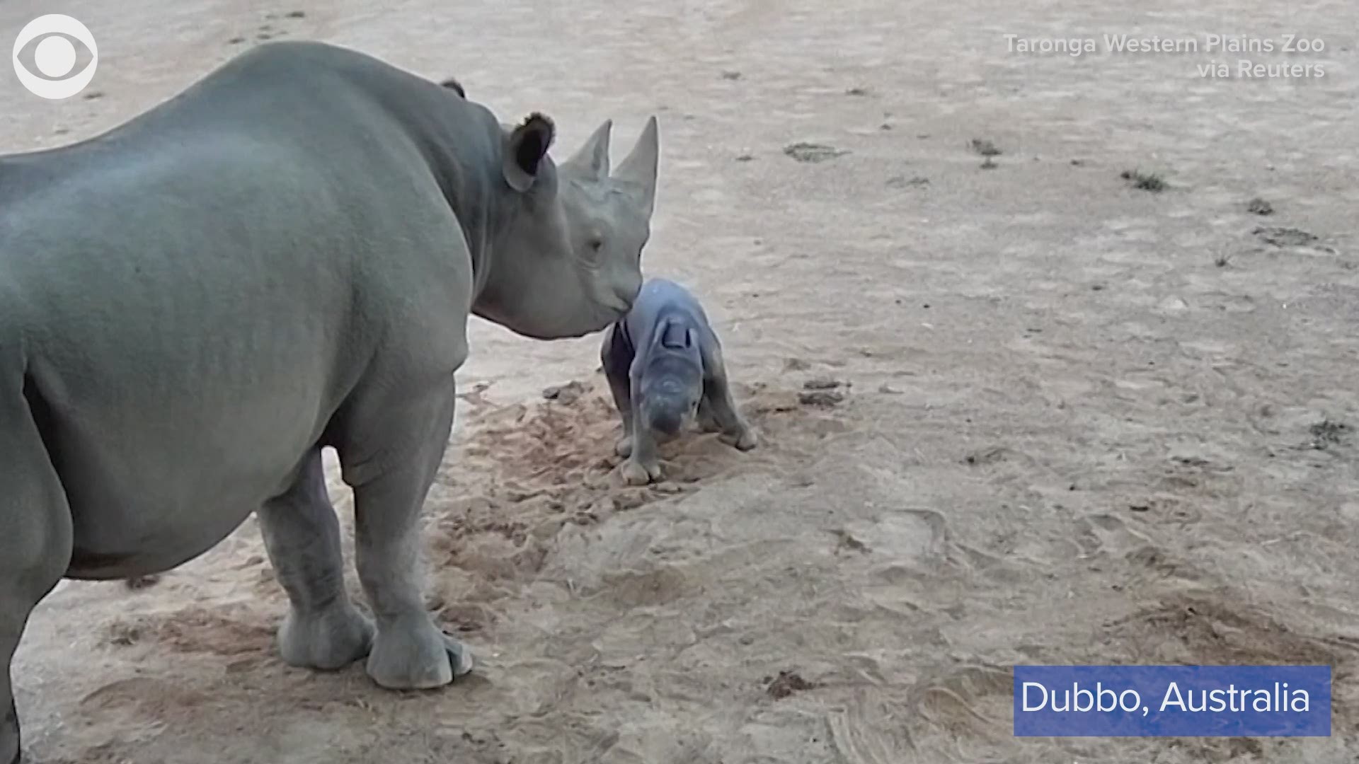 AW! Check out this newborn black rhino taking her first steps at the Taronga Western Plains Zoo in Dubbo, Australia on February 24.
