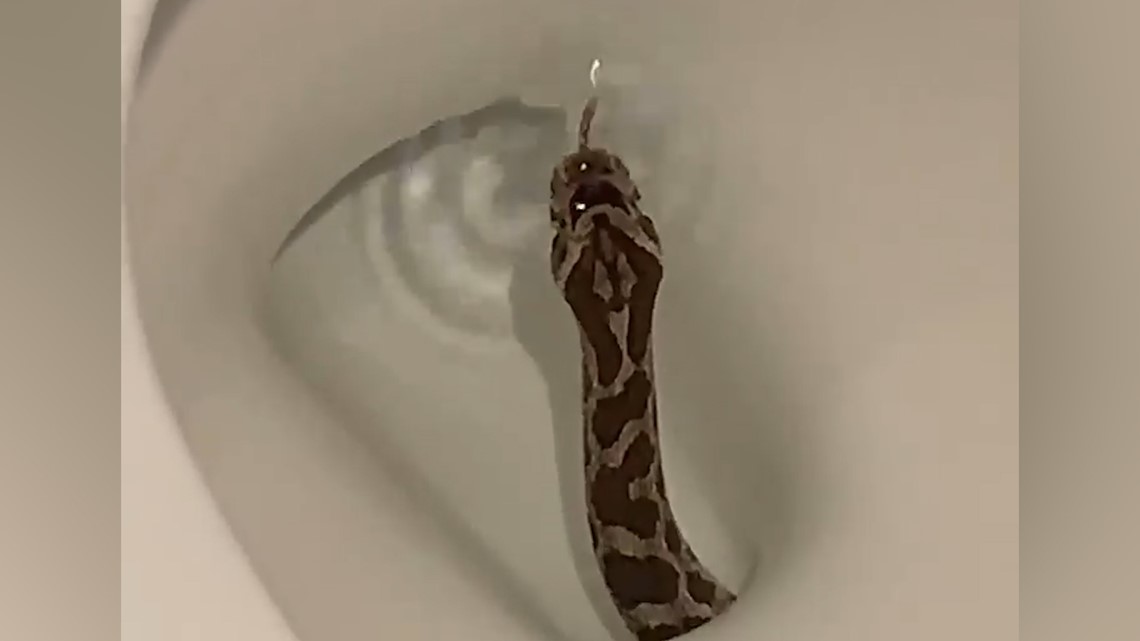 Nightmare fuel: Man takes on 5-foot Texas rat snake found in toilet