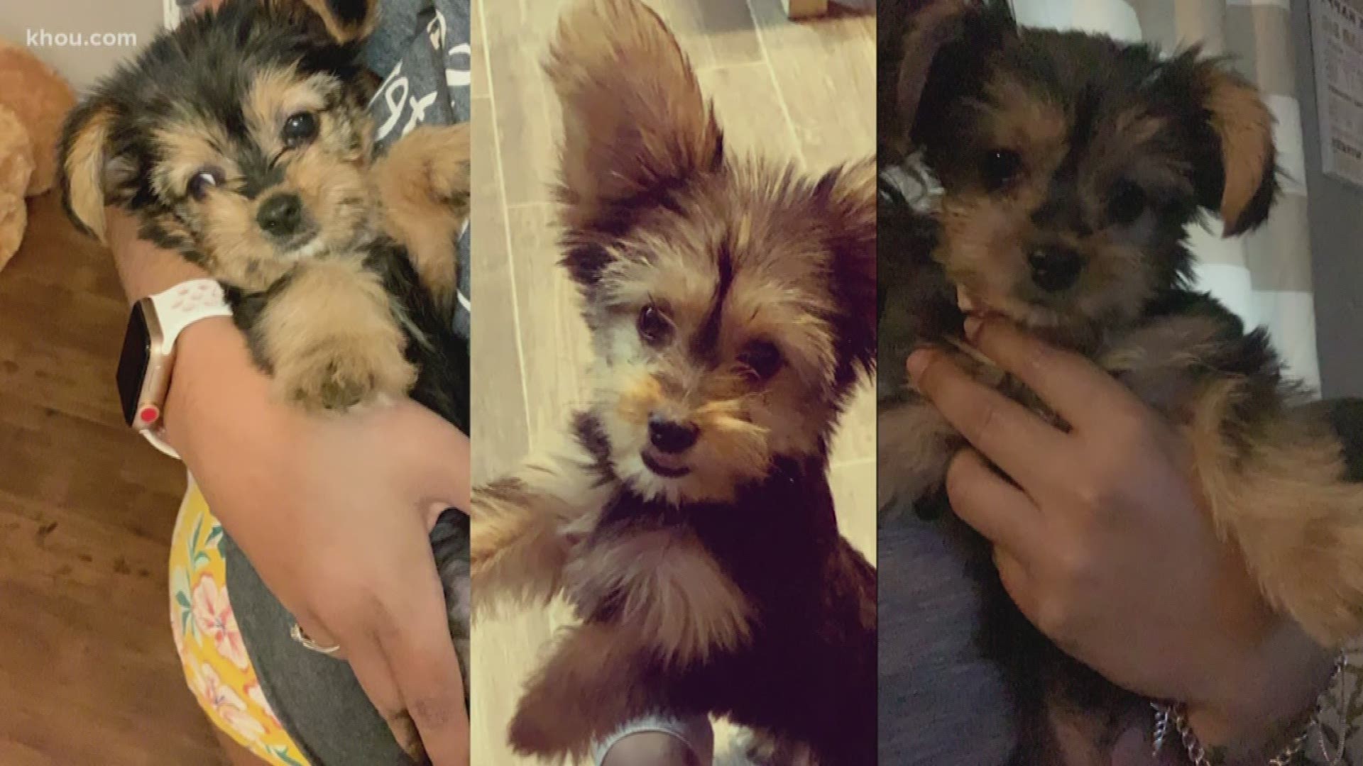 A family in Dickinson is devastated after a neighbor's dog attacked and killed their Yorkie.