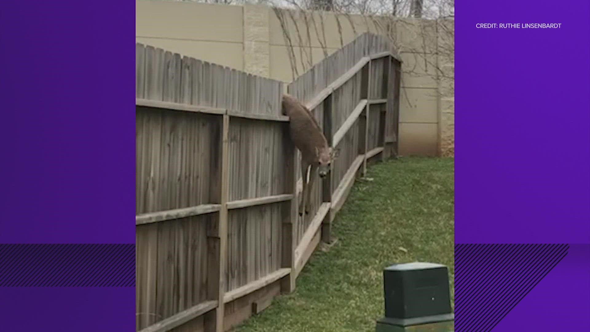 Video shows the the stuck deer and then the rescue in Sienna.