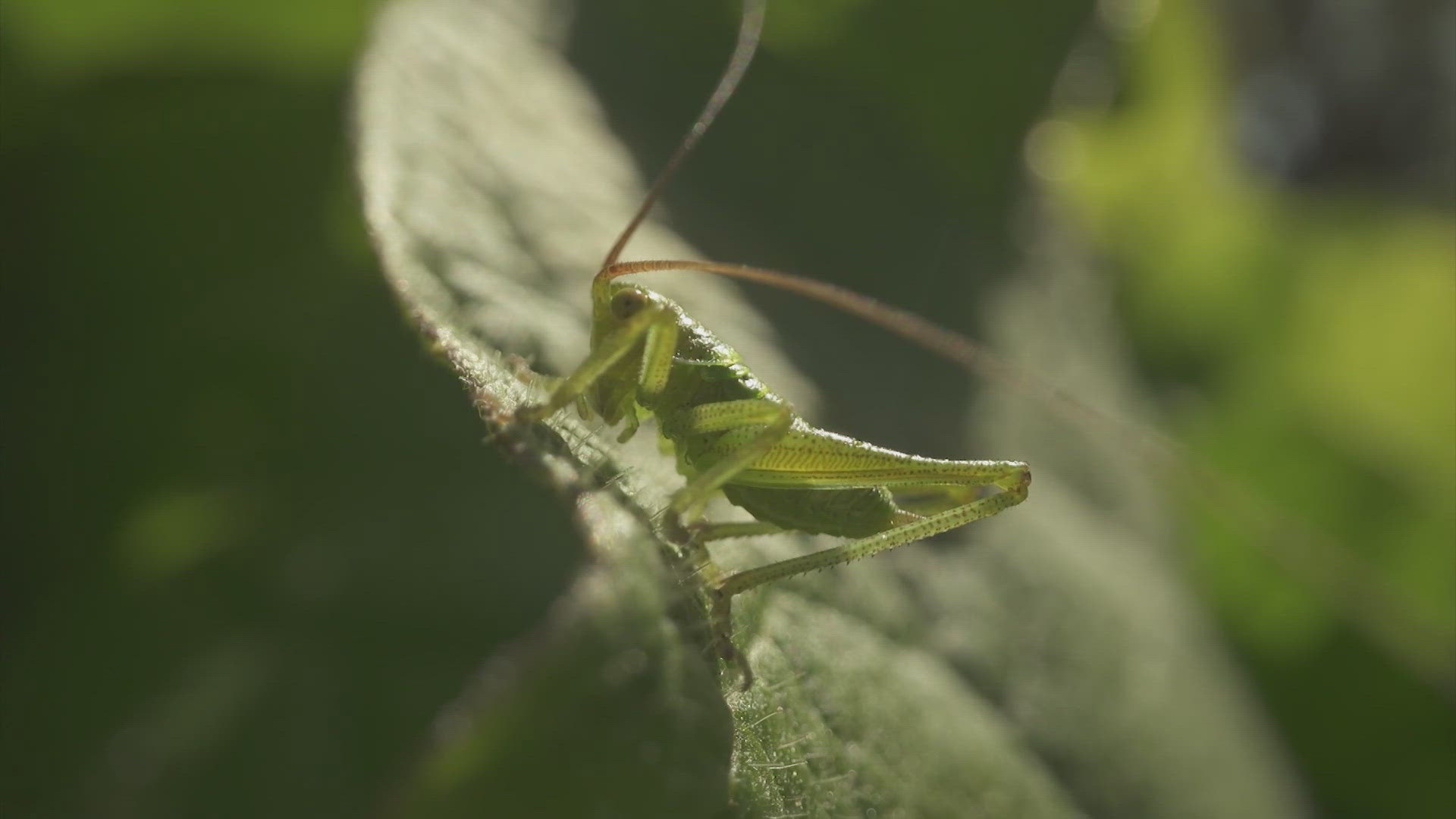 You can keep them away by turning off the flood lights outside.  Also, watch out for crickets in your dirty laundry.