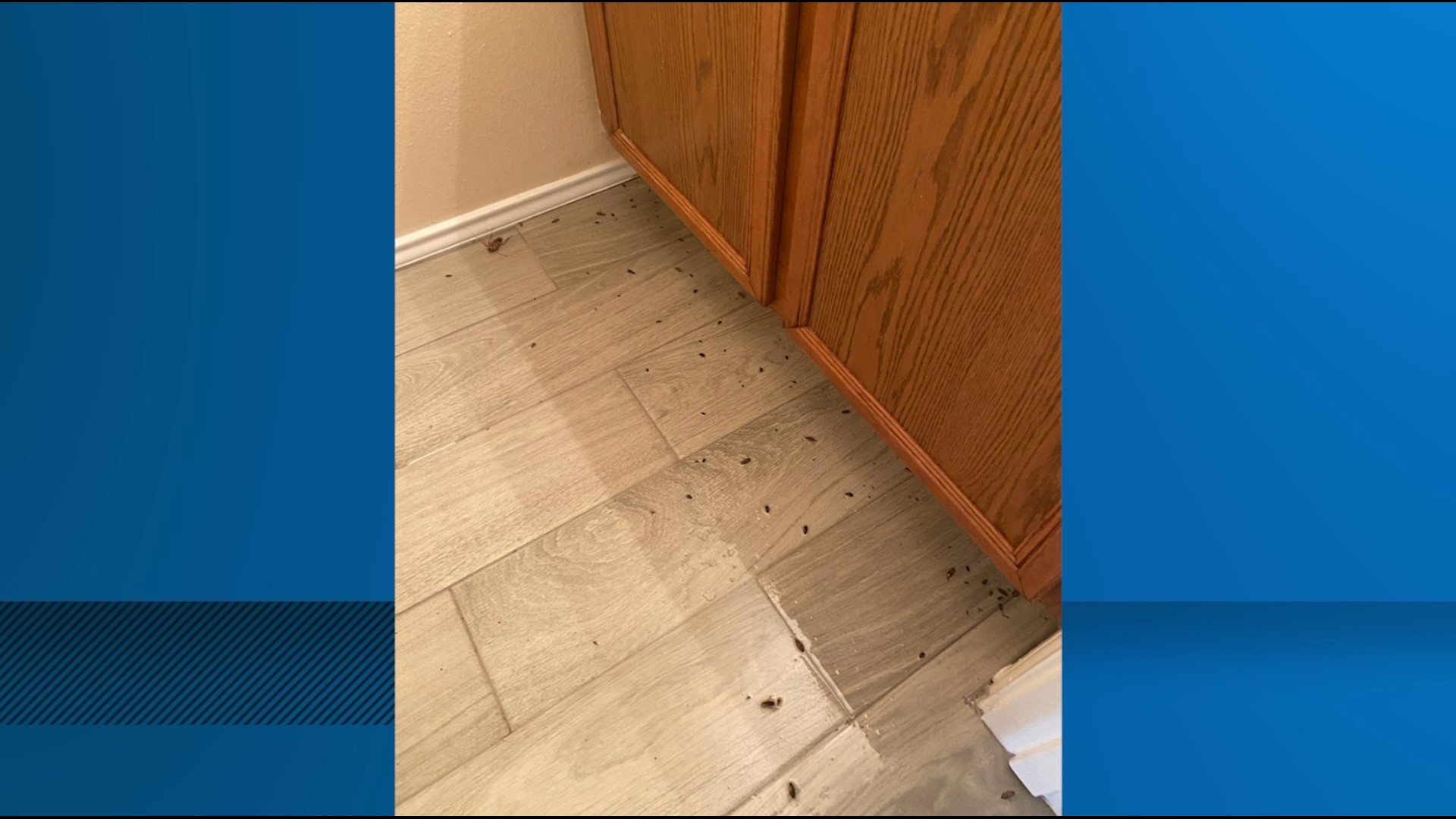 Experts said the drought and unbearable heat are driving bugs to find refuge inside our homes.