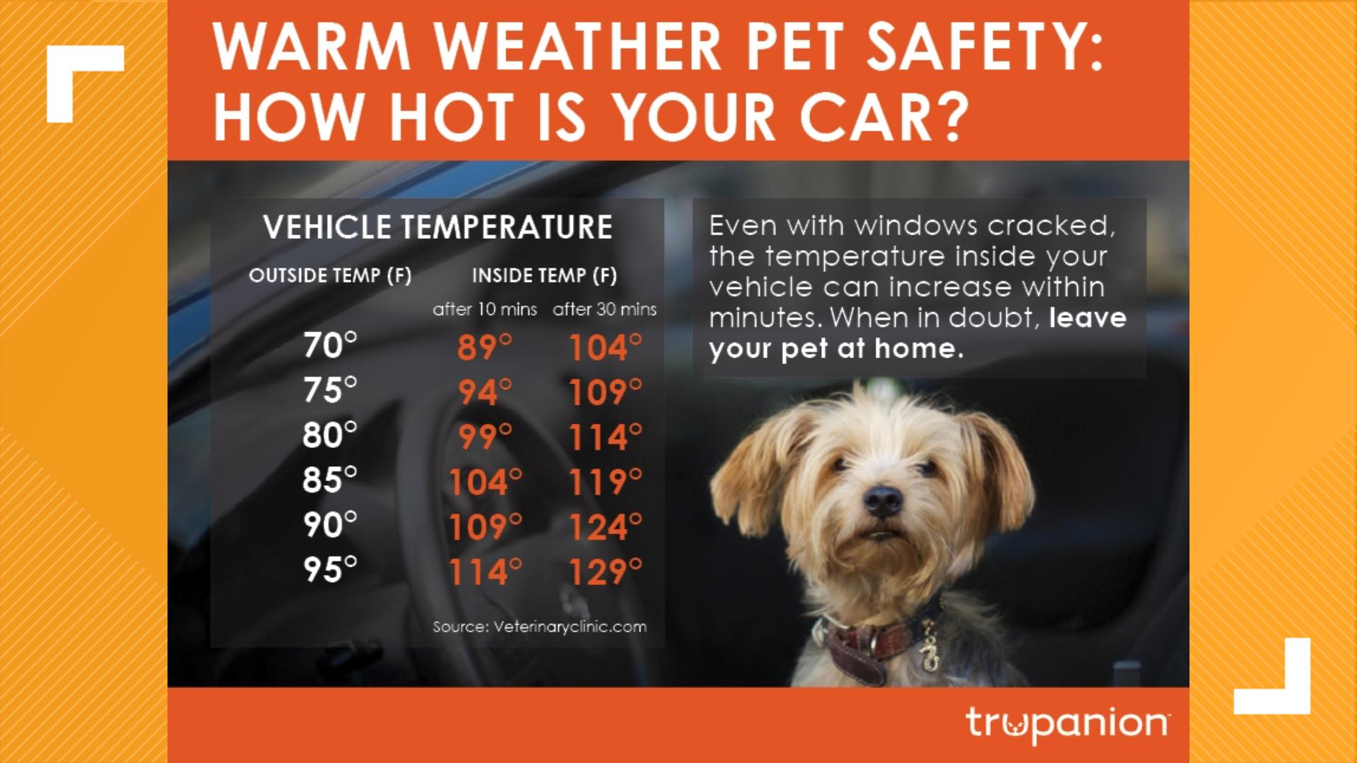 Pct. 4: Owner arrested after dogs left in hot car over four hours ...