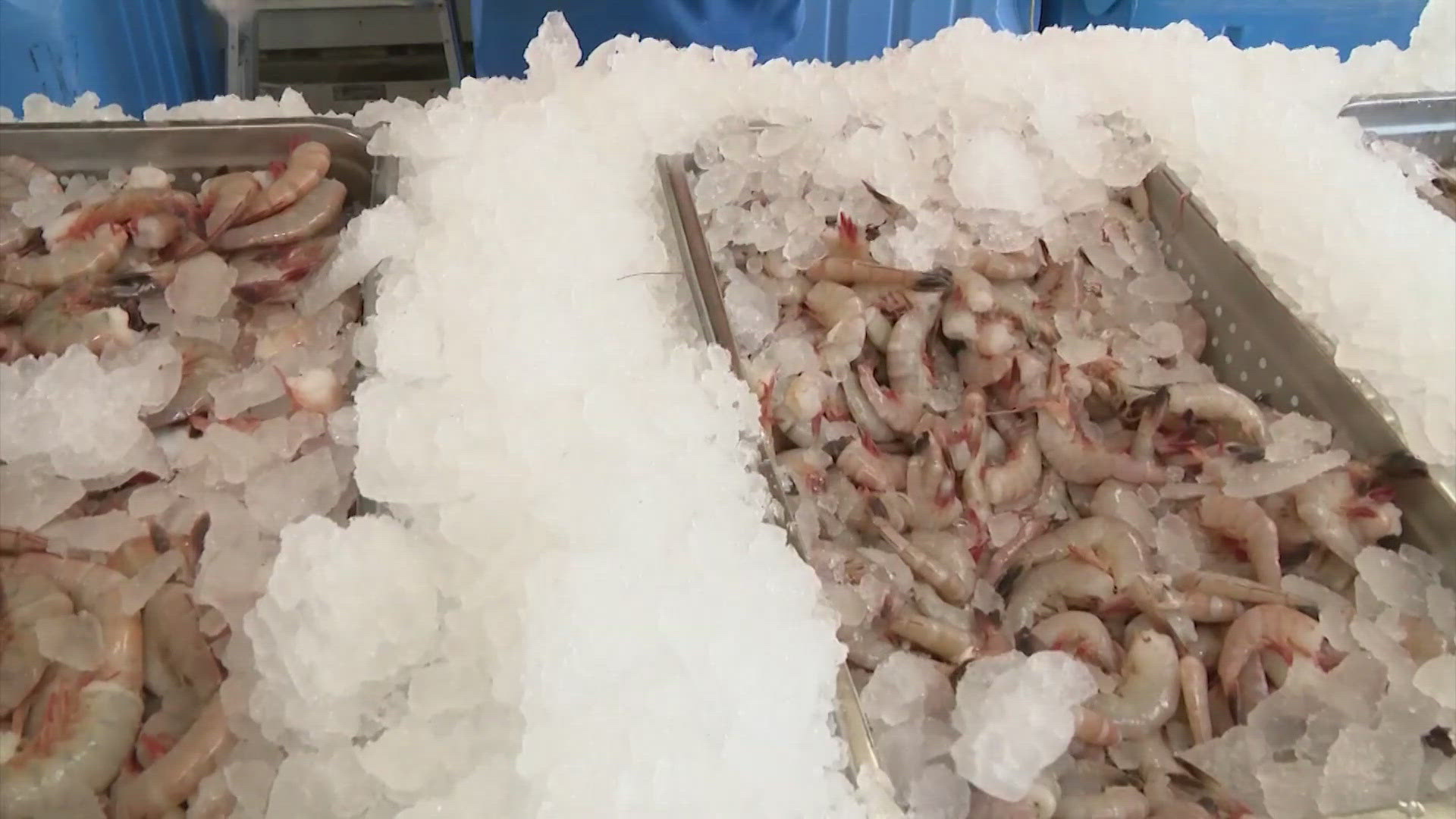 Gulf shrimp season for state and federal waters will reopen Tuesday, July 15. The fishery previously closed in May.