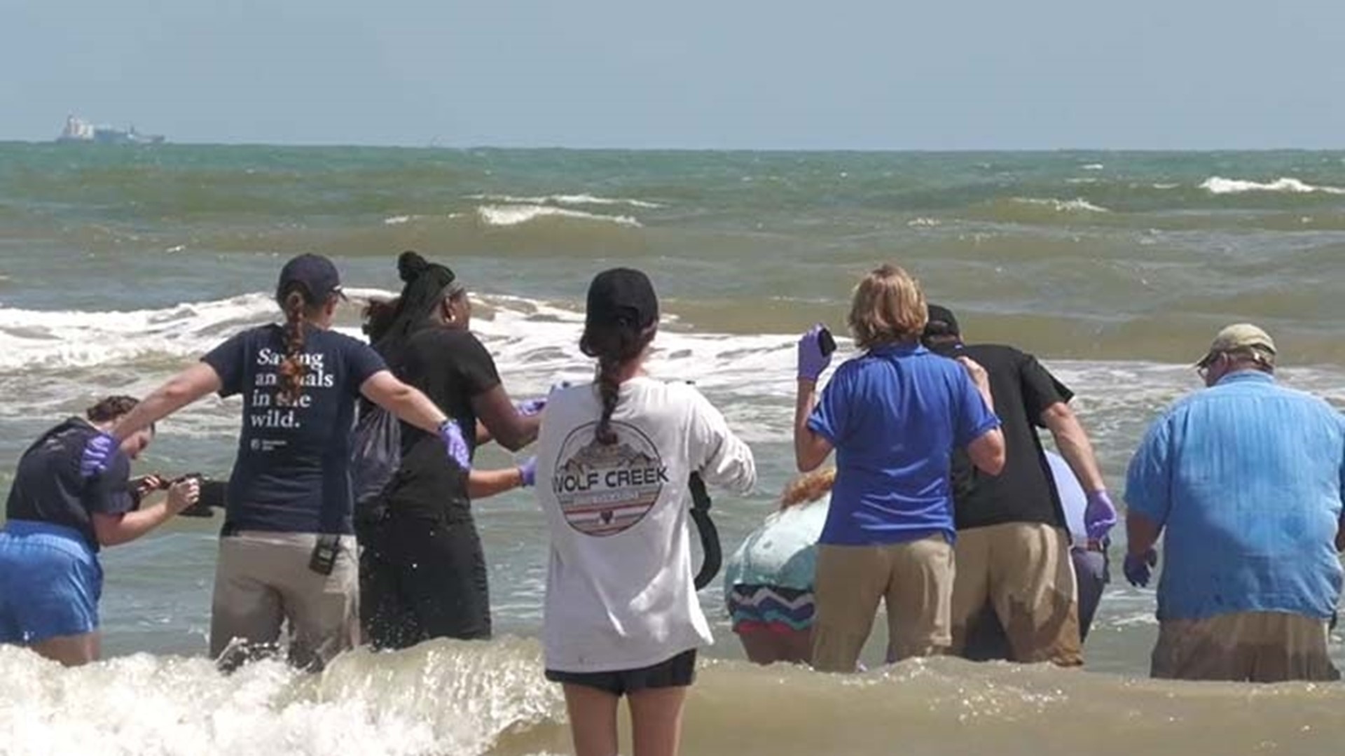 Endangered sea turtle's epic journey from Texas to Wales and back ...
