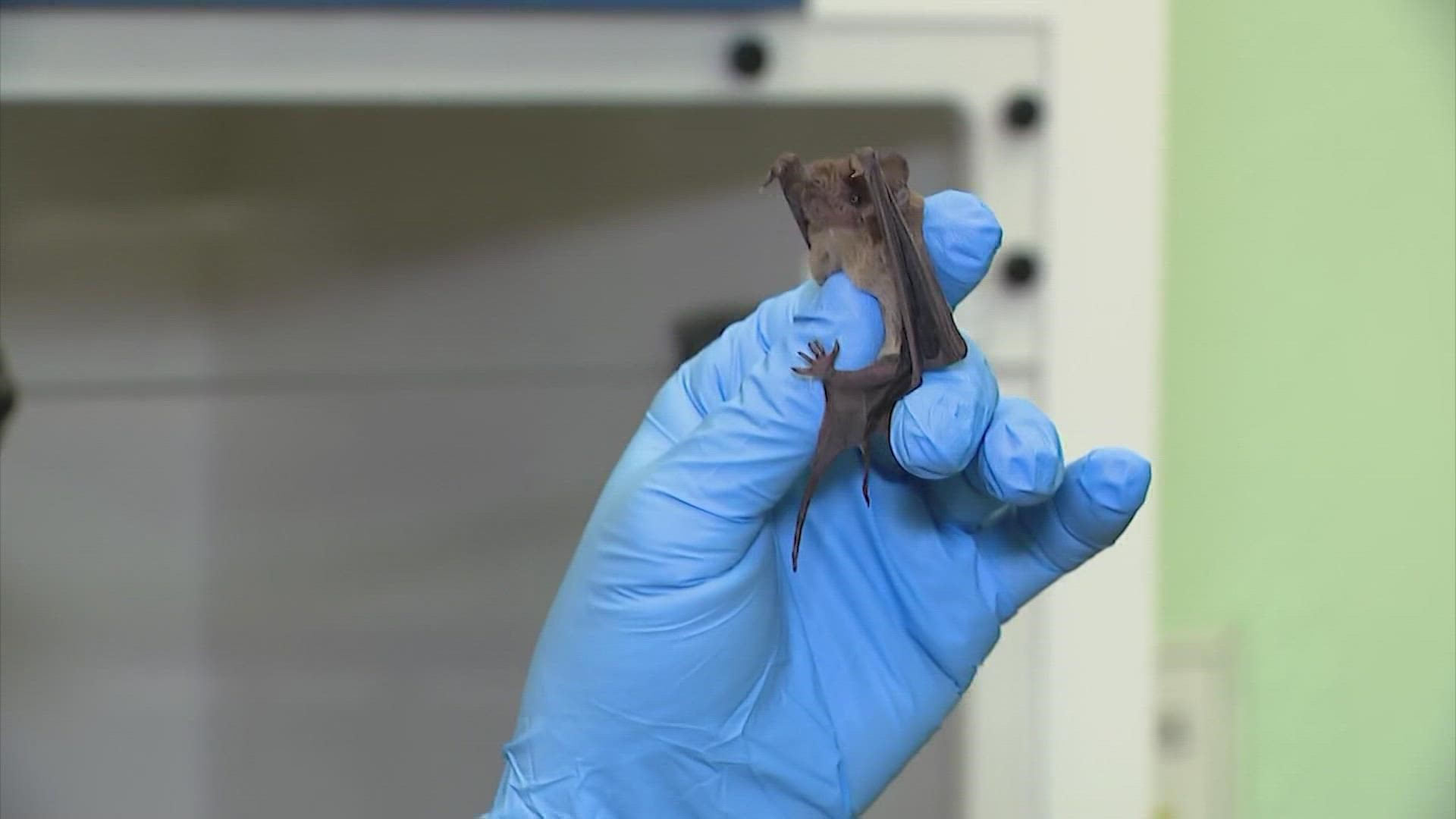 Frozen bats rescued during Houston freeze to be released