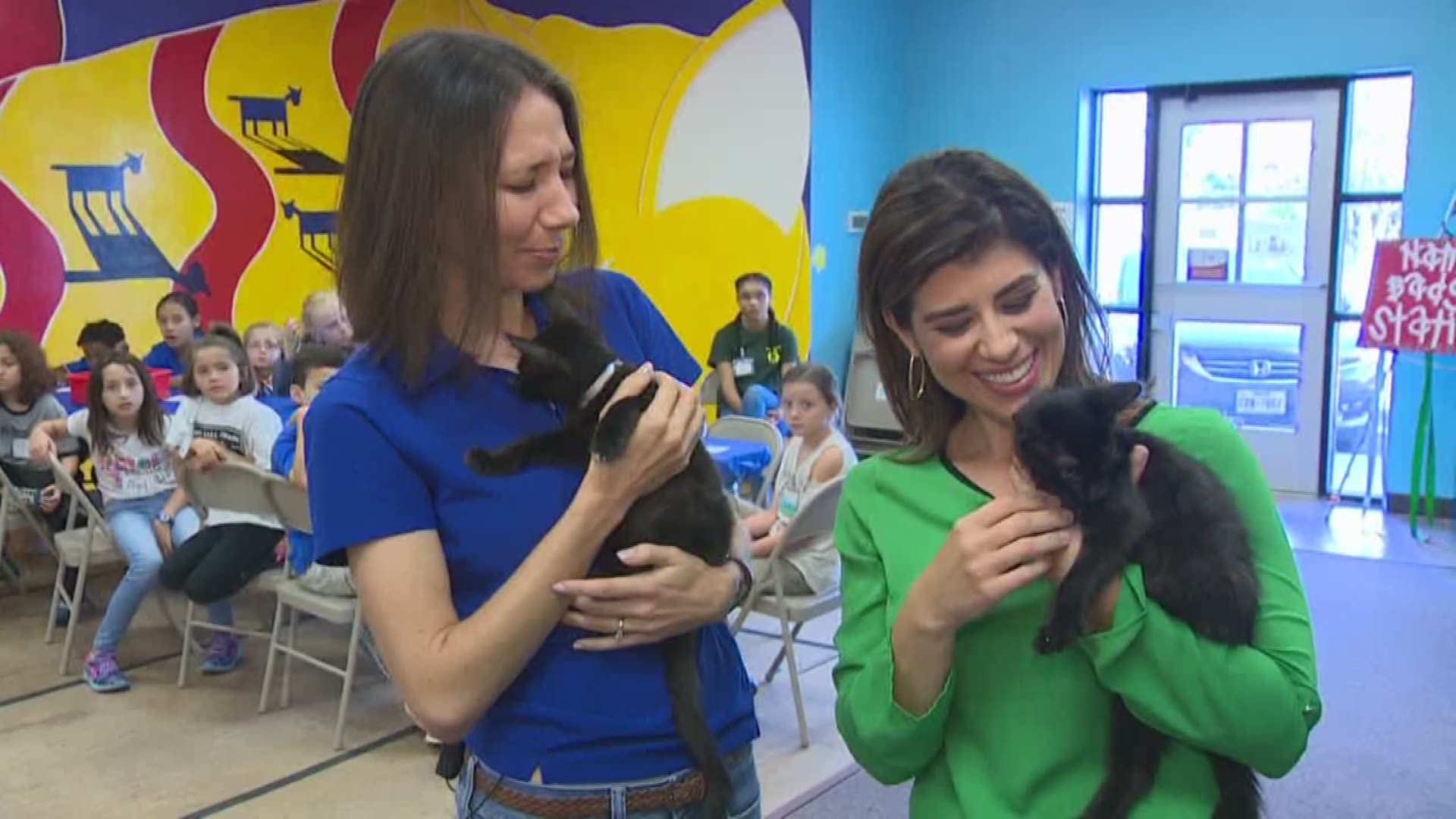 A brother and sister kitten pair are ready for adoption at the Houston SPCA.